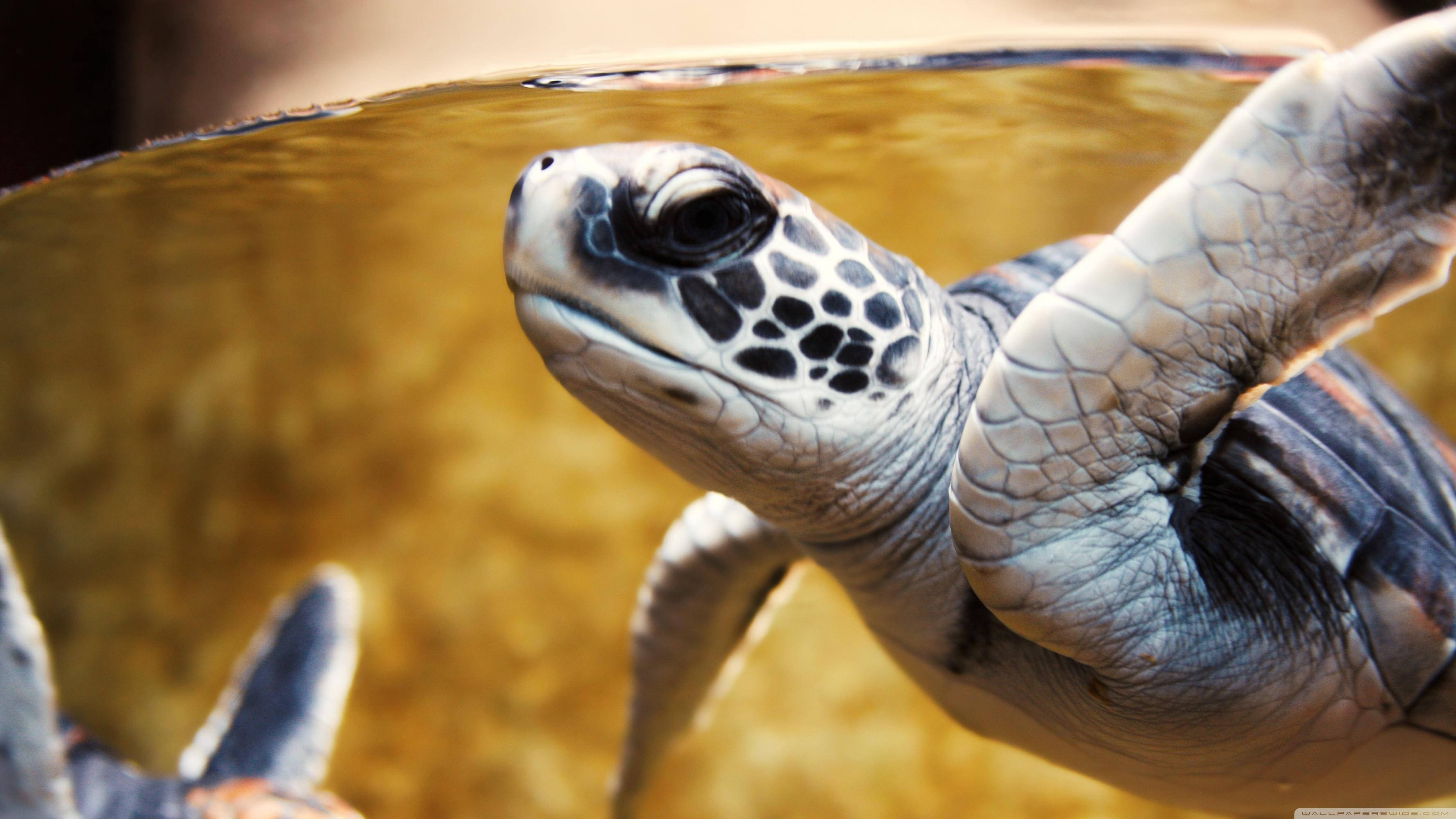Turtle 桌布 壁紙 — 海龜頭部和鰭狀肢從金色水中浮出的特寫，背景柔和。
