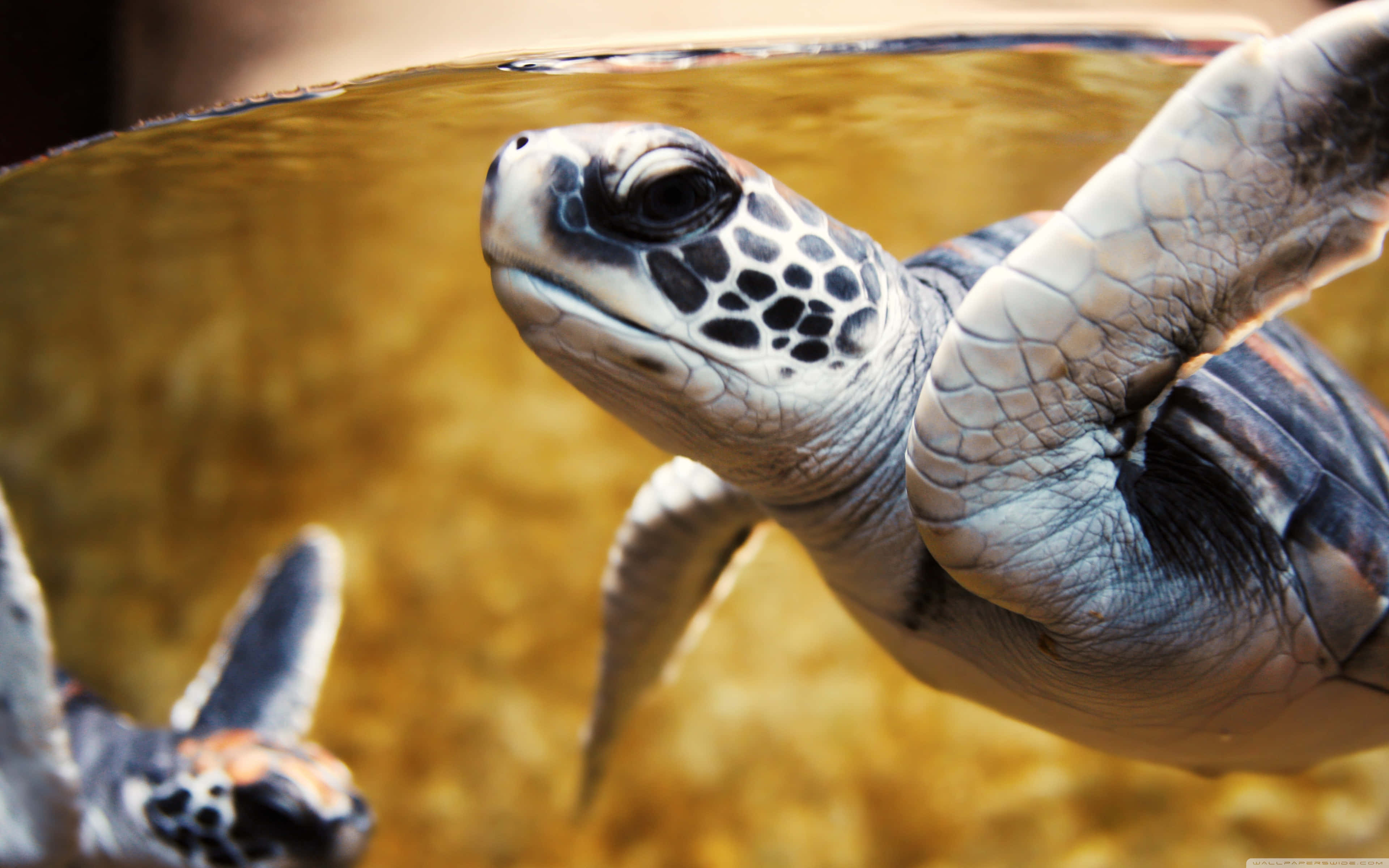 Baby Turtle 桌布 壁紙 — 海龜頭部和鰭狀肢從金色水中浮現的特寫，背景柔和。