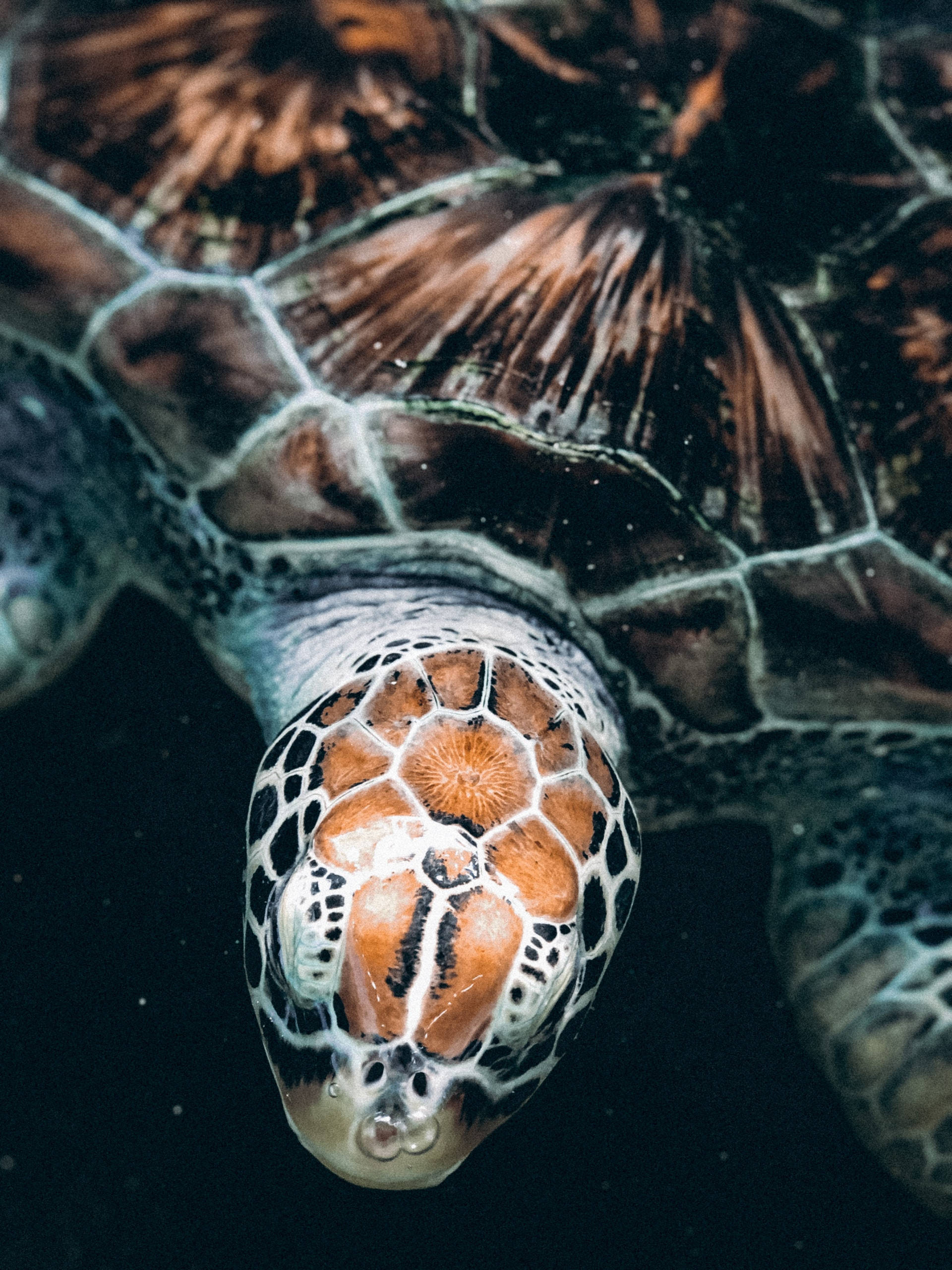Turtle 桌布 壁紙 — 海龜頭部的水下特寫鏡頭，在深色水中有複雜的橙色和黑色圖案。