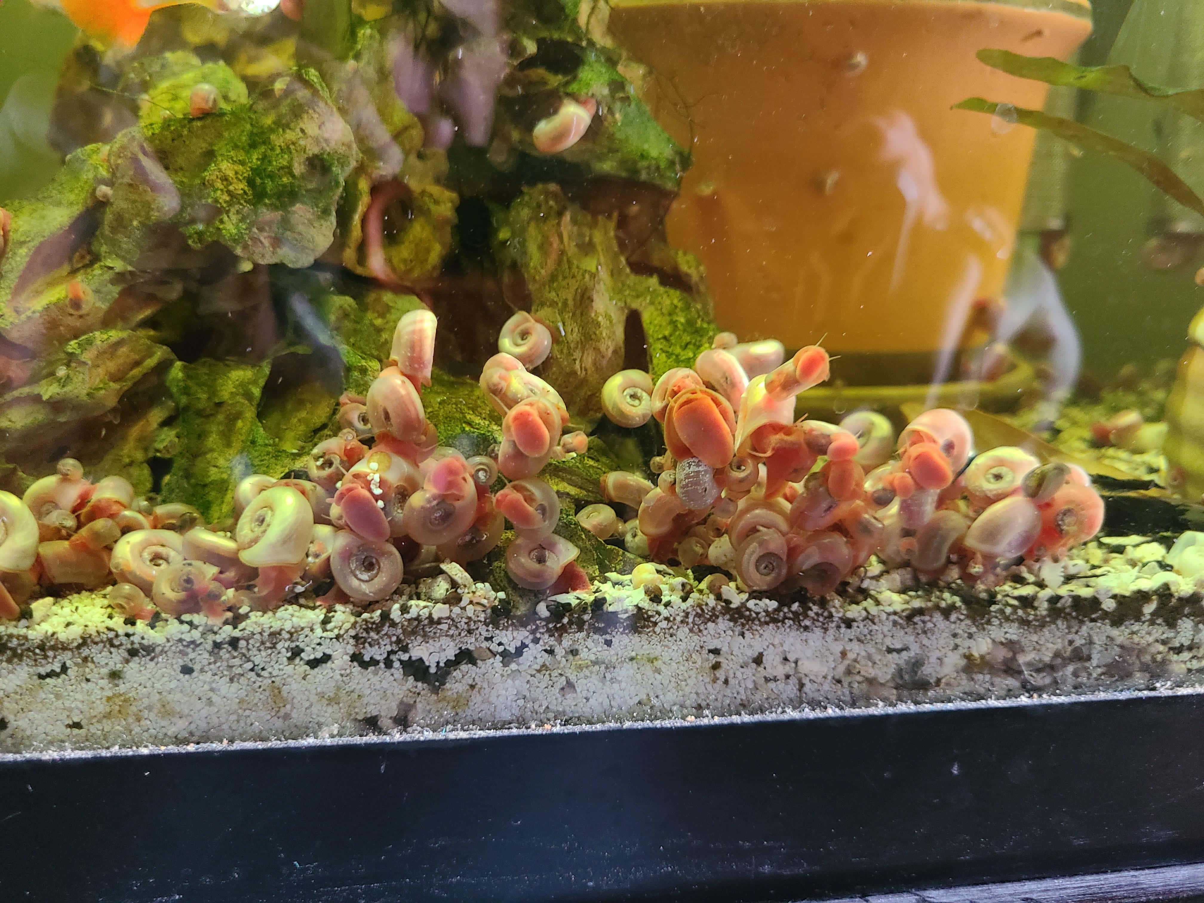 Pink Snail 桌布 壁紙 — 淡水水族箱中，一團密集的粉紅色和白色小蝸牛在長滿苔蘚的石頭上爬行。