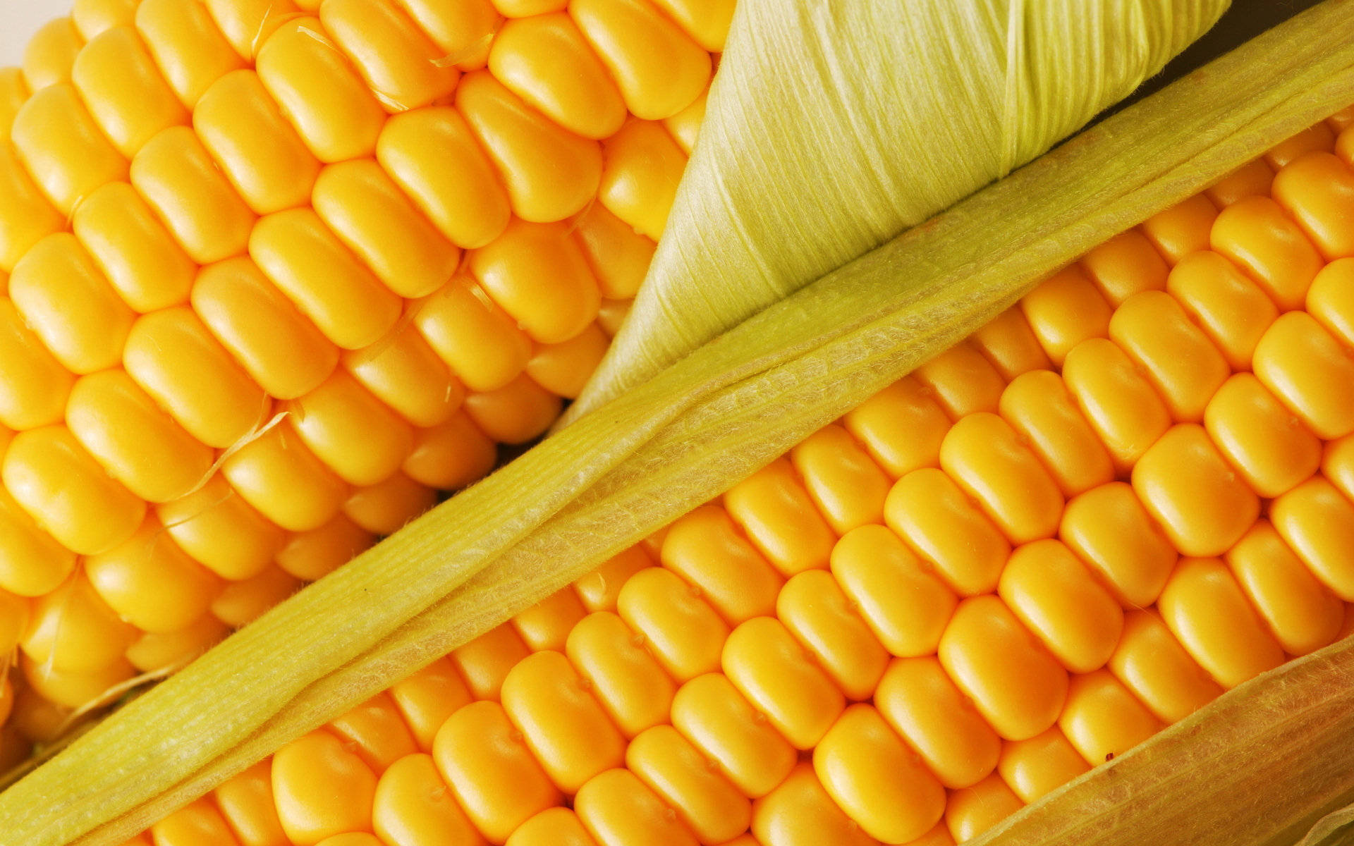 Corn 桌布 壁紙 — 淡綠色外皮包裹著鮮黃色玉米粒的特寫，紋理細緻。