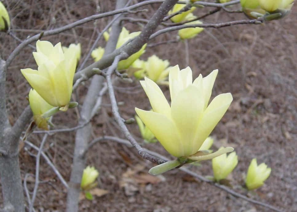 Tulip Tree 桌布 壁紙 — 淡黃色的木蘭花在光禿禿的樹枝上綻放，背景是柔和的大地色調。