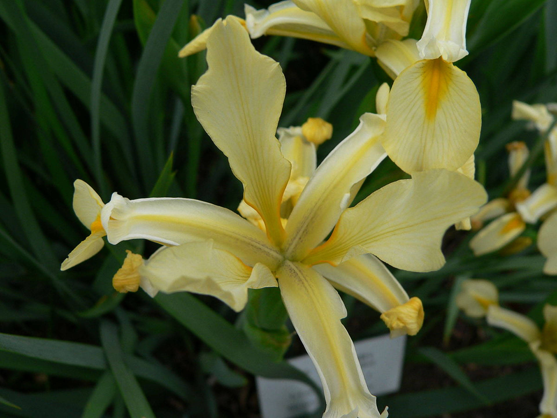 Iris 桌布 壁紙 — 淡黃色鳶尾花的特寫，花瓣精緻，綠葉在柔和自然光下。