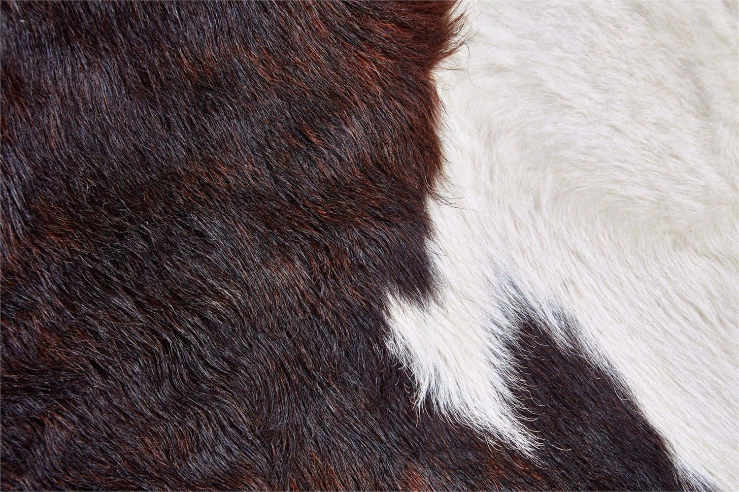 Cow Hide 桌布 壁紙 — 深棕色和純白色牛皮毛的近距離特寫，具有柔軟的自然質感和鮮明的色彩對比。