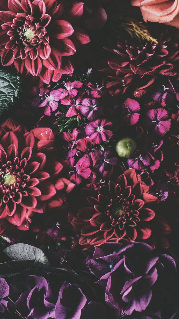 iPhone XS 桌布 壁紙 — 深洋紅色和紫色花朵的茂密特寫，深色陰影營造出豐富紋理的花卉構圖。