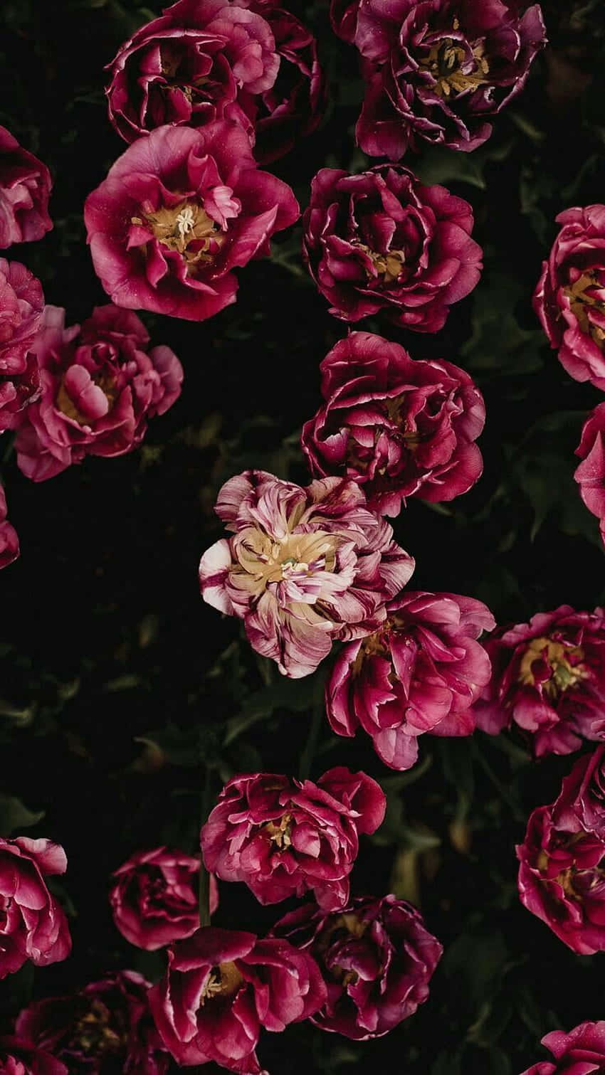 Dark Flower Aesthetic 桌布 壁紙 — 深洋紅色牡丹在深色背景下密集盛開，柔軟的金色花心微微發光。