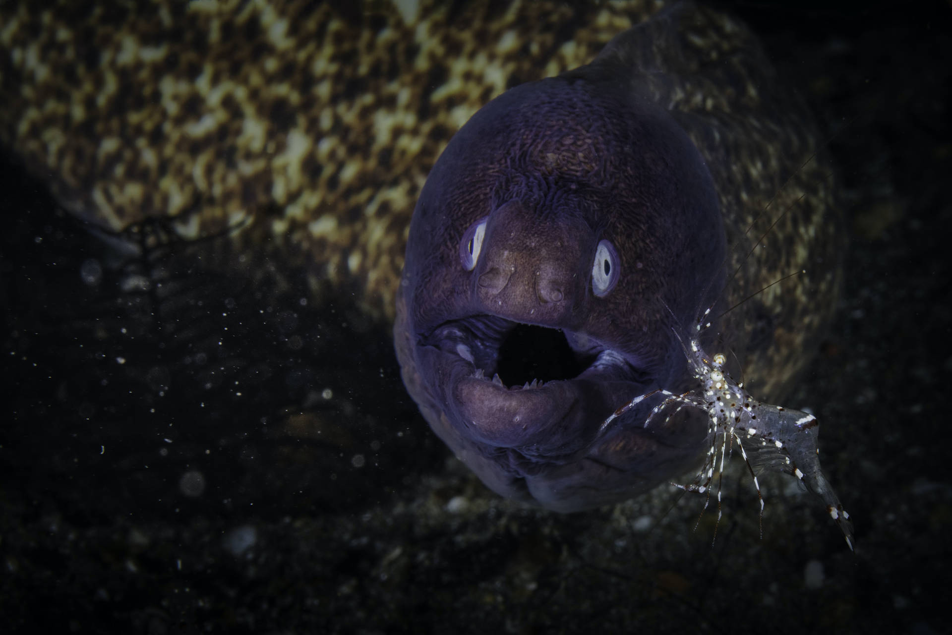 水下動畫 桌布 壁紙 — 深海中的一條深色鰻魚特寫，眼睛睜大，嘴巴張開，附近有一隻蝦。