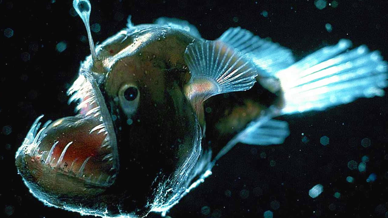 Creepy Ocean 桌布 壁紙 — 深海琵琶魚在充滿浮游粒子的黑水中發出生物發光誘餌的光芒。