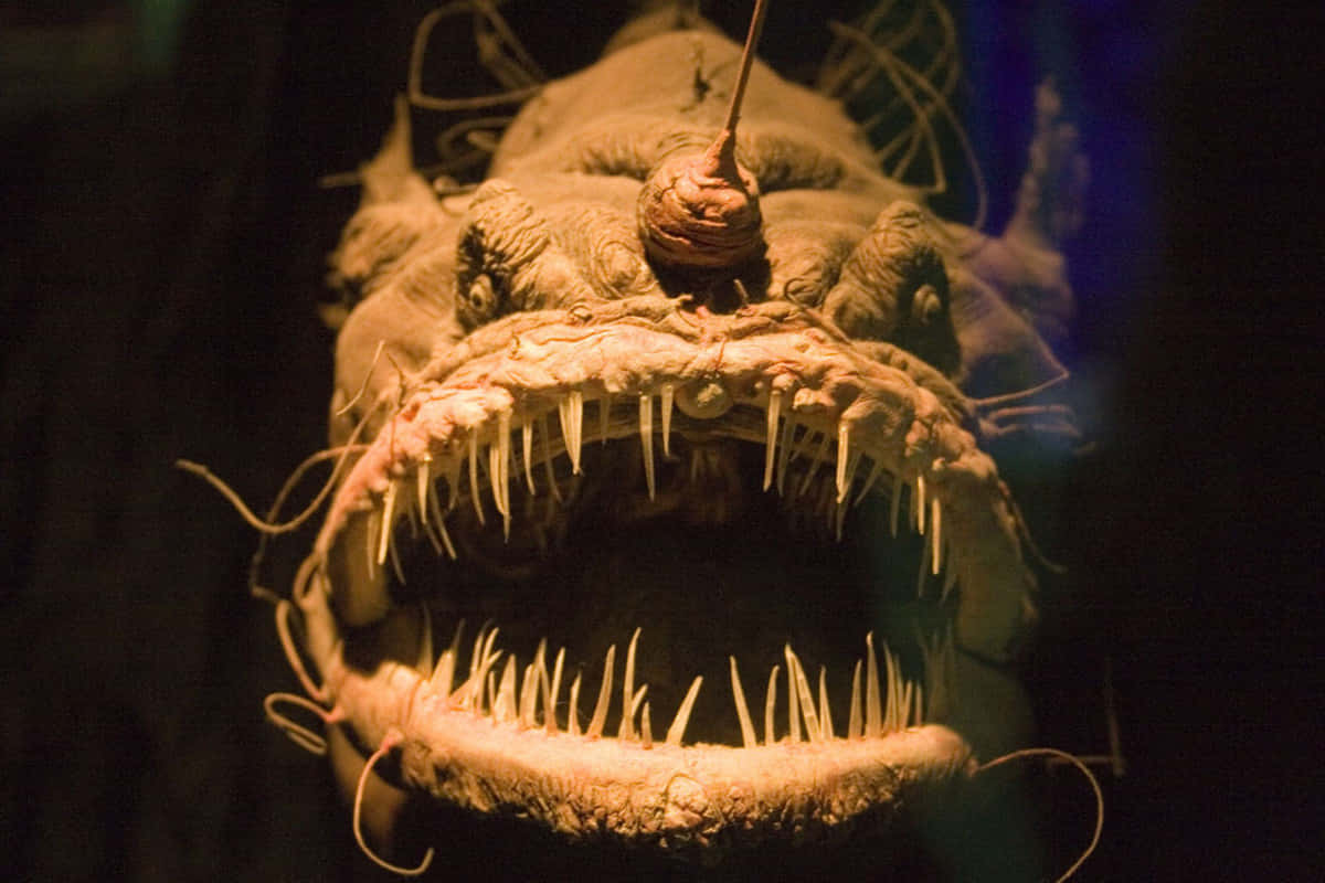 Underwater Scary Ocean 桌布 壁紙 — 深海琵琶魚在昏暗燈光下發光的誘餌和鋒利牙齒的特寫。