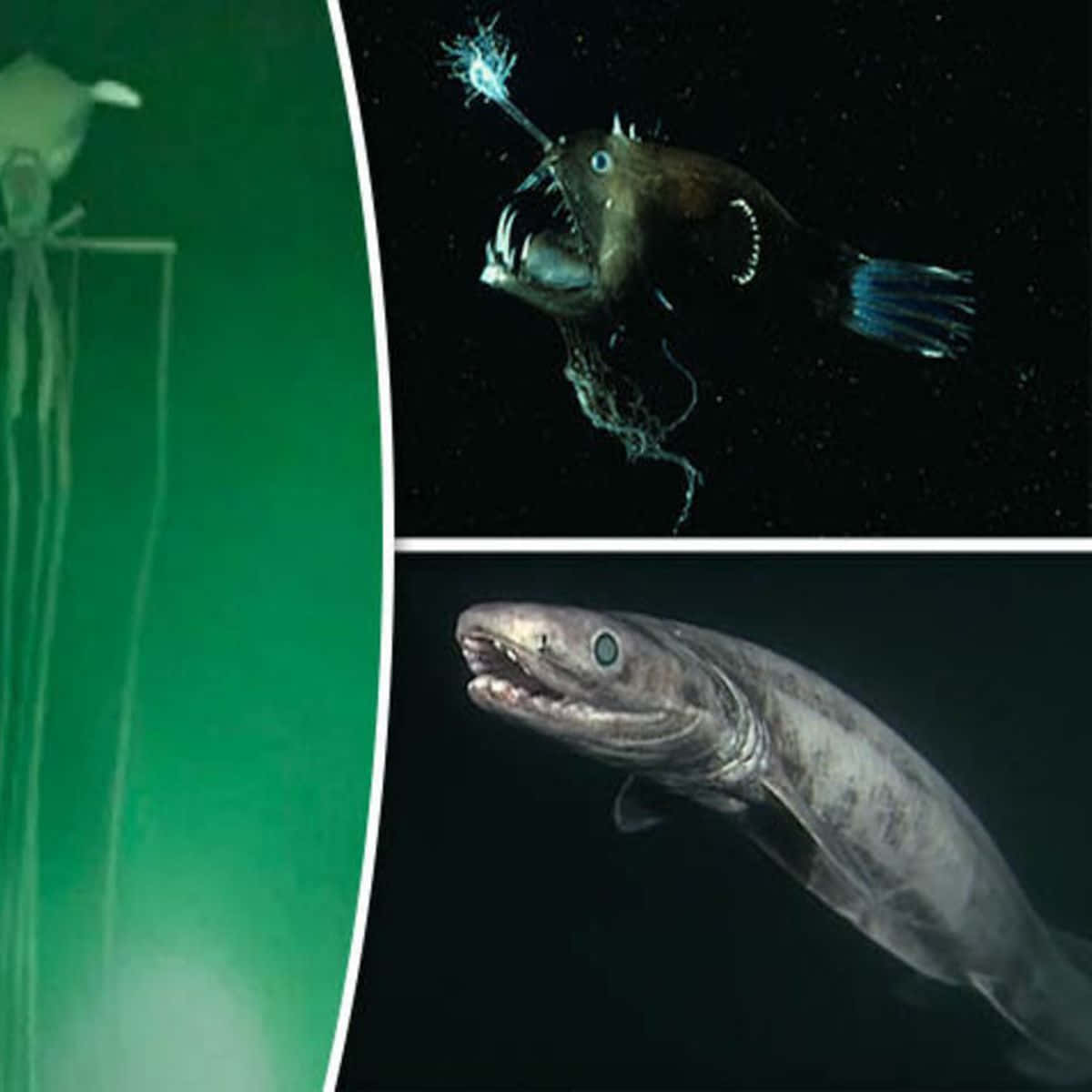 Underwater Scary Ocean 桌布 壁紙 — 深海生物在漆黑的水域中發出詭異的光芒，包括一條帶有生物發光誘餌的鮟鱇魚和一個幽靈般的水母狀形態。