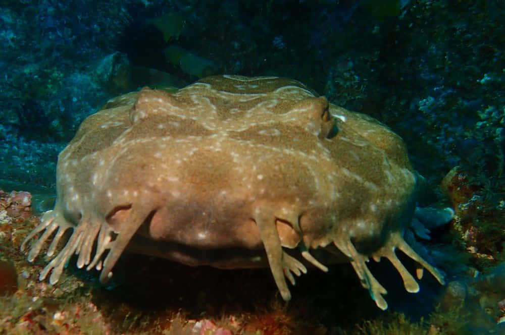 Wobbegong 桌布 壁紙 — 深海藍水中，一條斑點電鰩棲息在色彩繽紛的珊瑚礁上的特寫。