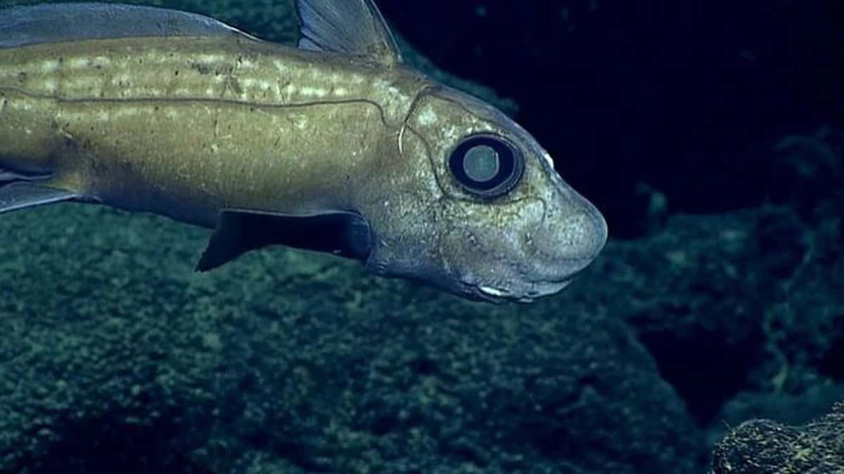 Mariana Trench 桌布 壁紙 — 深海魚大圓眼特寫，在黑暗岩石海底滑過。