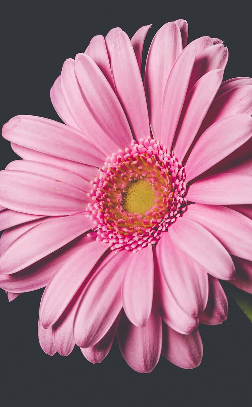Android Daisies 桌布 壁紙 — 深灰色背景上，一朵鮮豔的粉紅色非洲菊雛菊特寫，中心為黃色。
