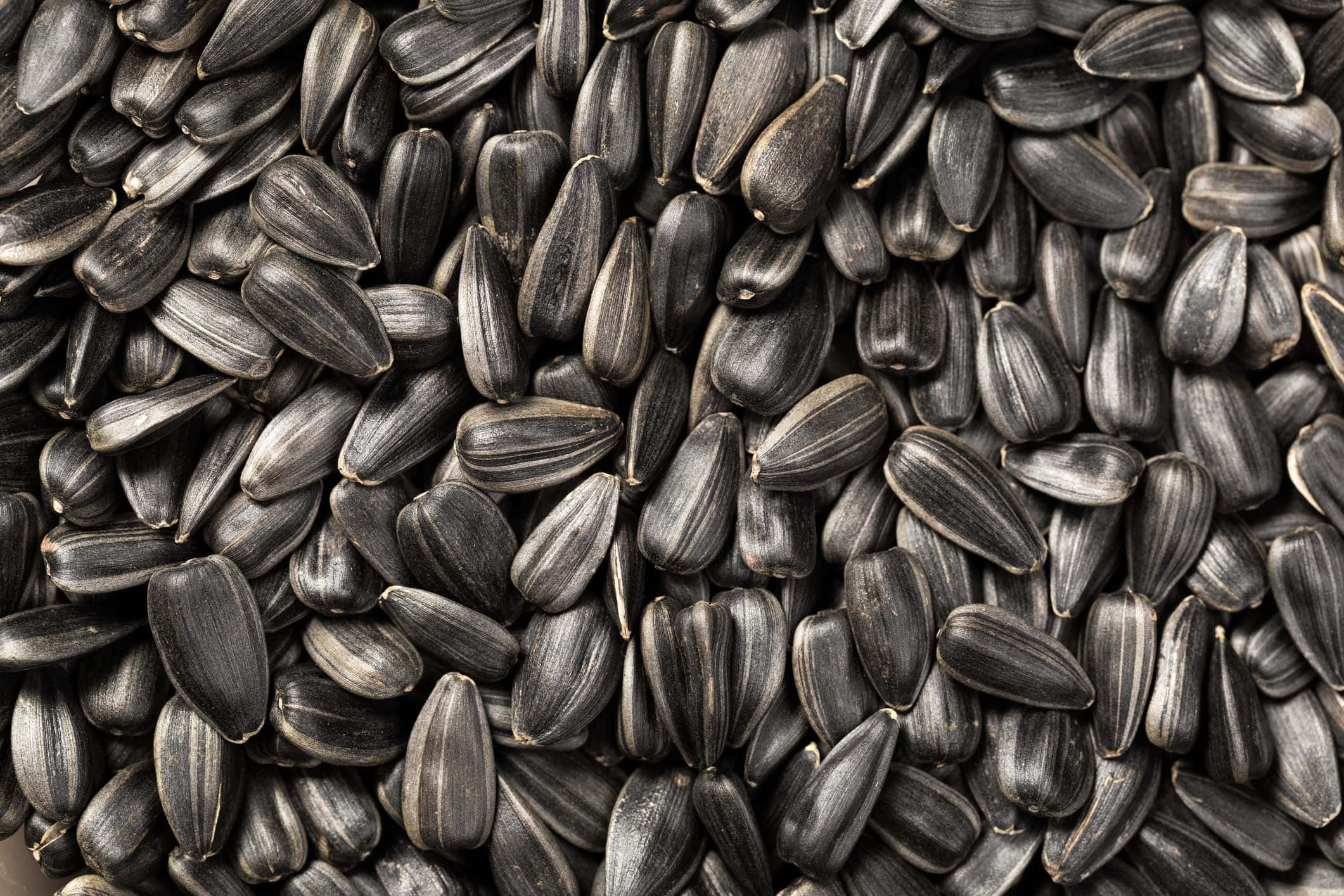 Black Cumin 桌布 壁紙 — 深灰色葵花籽的特寫，帶有紋理脊線和細微高光。
