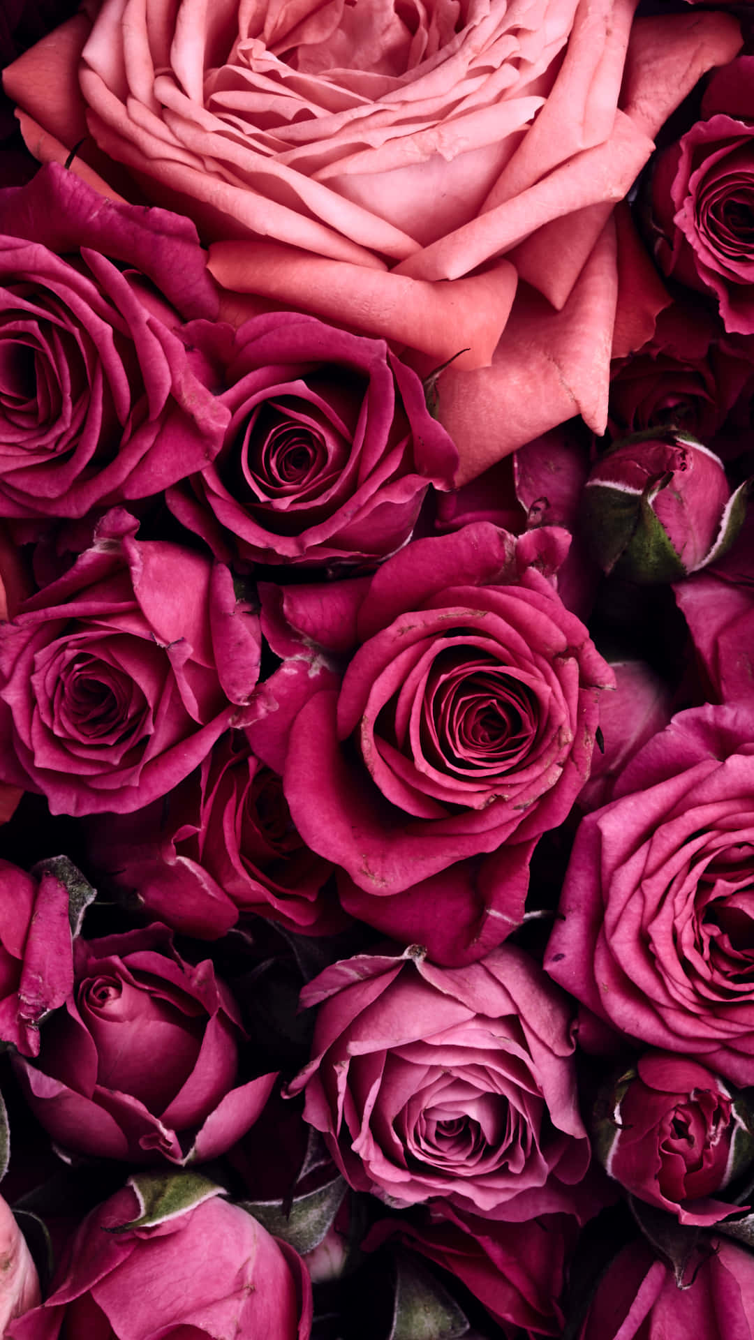 iPhone X Roses 桌布 壁紙 — 深粉紅和洋紅玫瑰的茂密特寫，帶有天鵝絨般的花瓣和深綠色葉子。