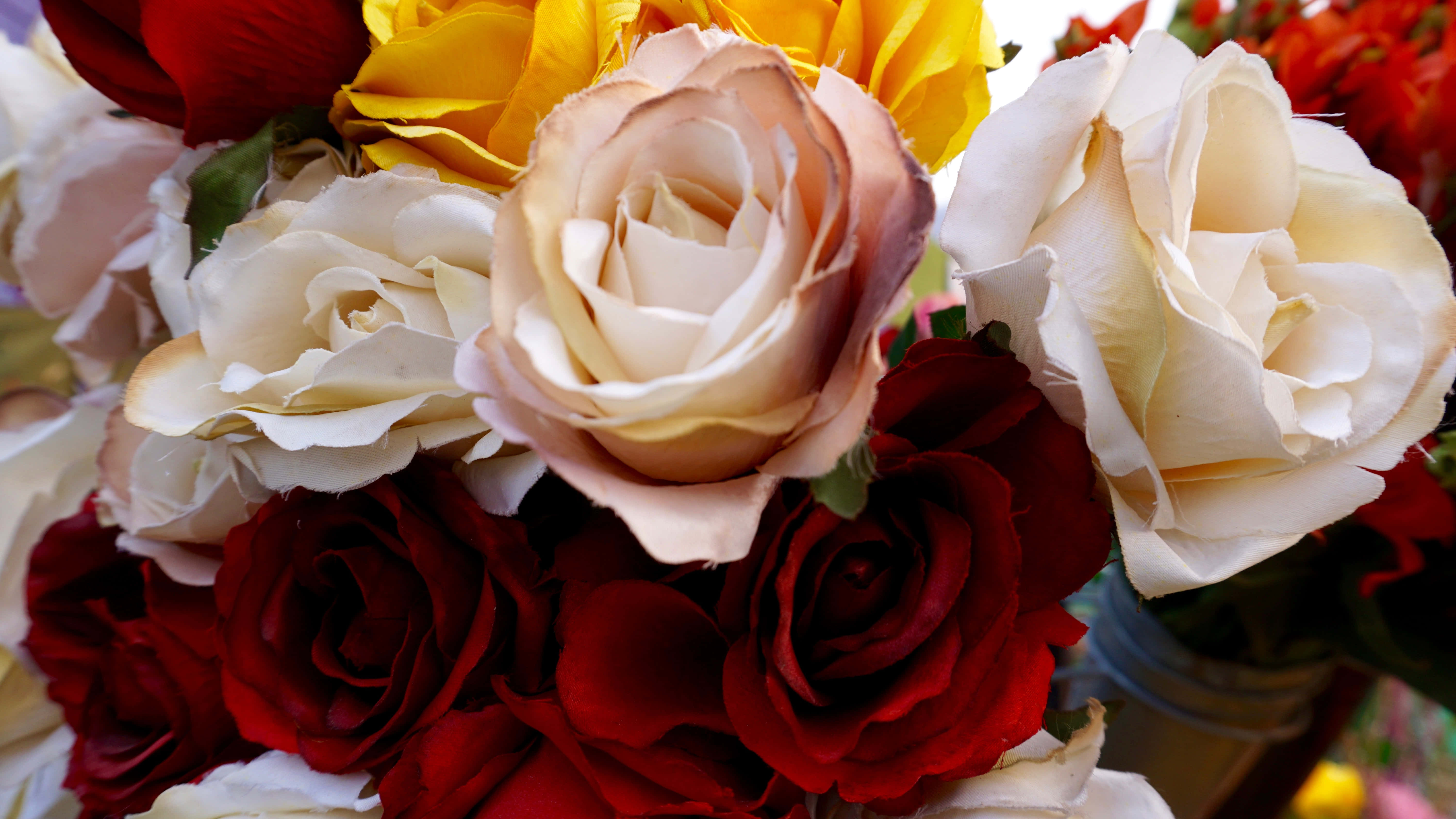 Rose Aesthetic 桌布 壁紙 — 深紅、奶油色和金色色調的各種玫瑰的鮮豔特寫，搭配茂盛的綠葉。
