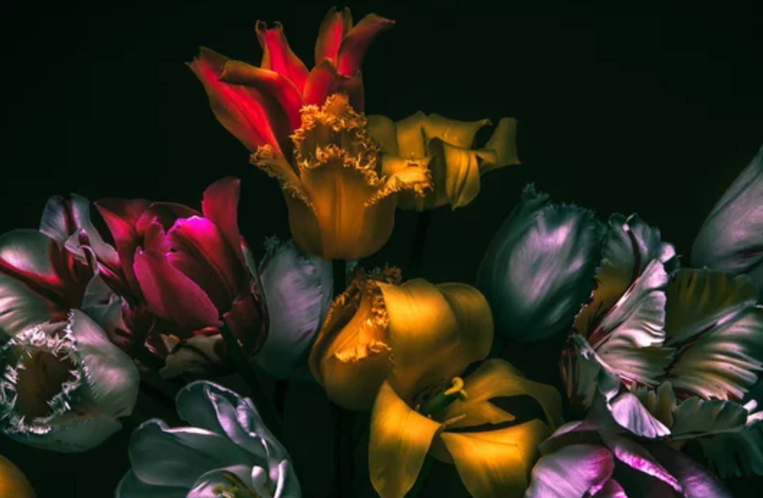 Tulips 桌布 壁紙 — 深紅、黃色和紫色的鮮豔鬱金香在黑色背景下閃耀，帶有戲劇性的燈光。