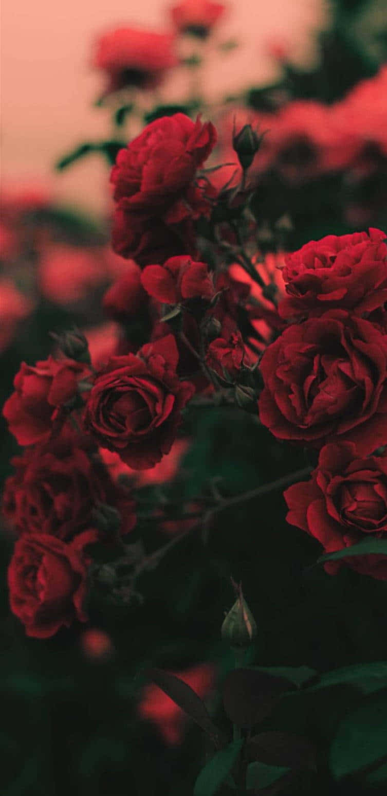 Red Flower Aesthetic 桌布 壁紙 — 深紅玫瑰在柔和焦點中盛開，襯托著暗粉色的天空和深綠色的葉子。