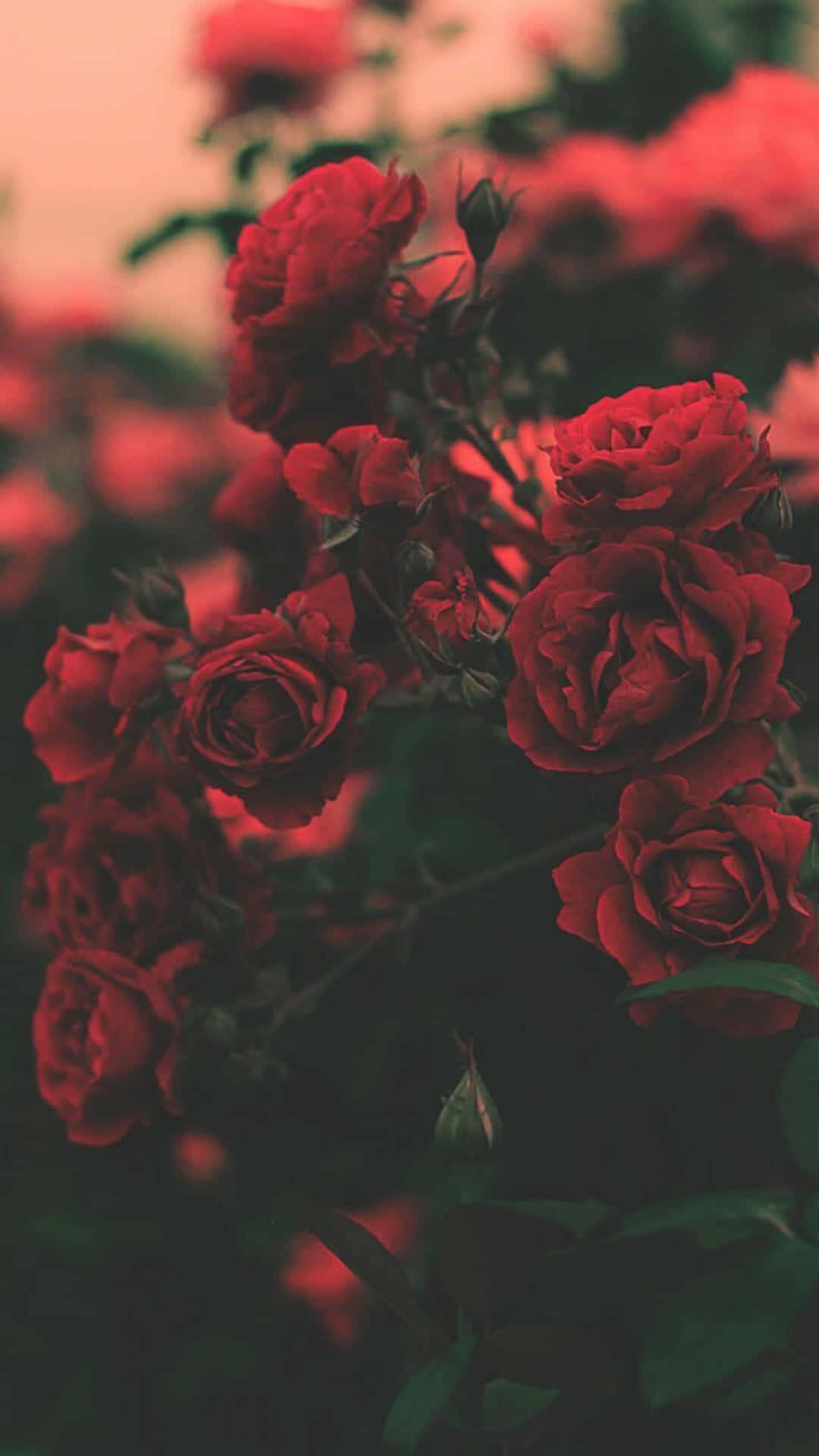 Cute Rose 桌布 壁紙 — 深紅玫瑰在柔和焦點中盛開，襯托著溫暖發光的背景和深綠色葉子。