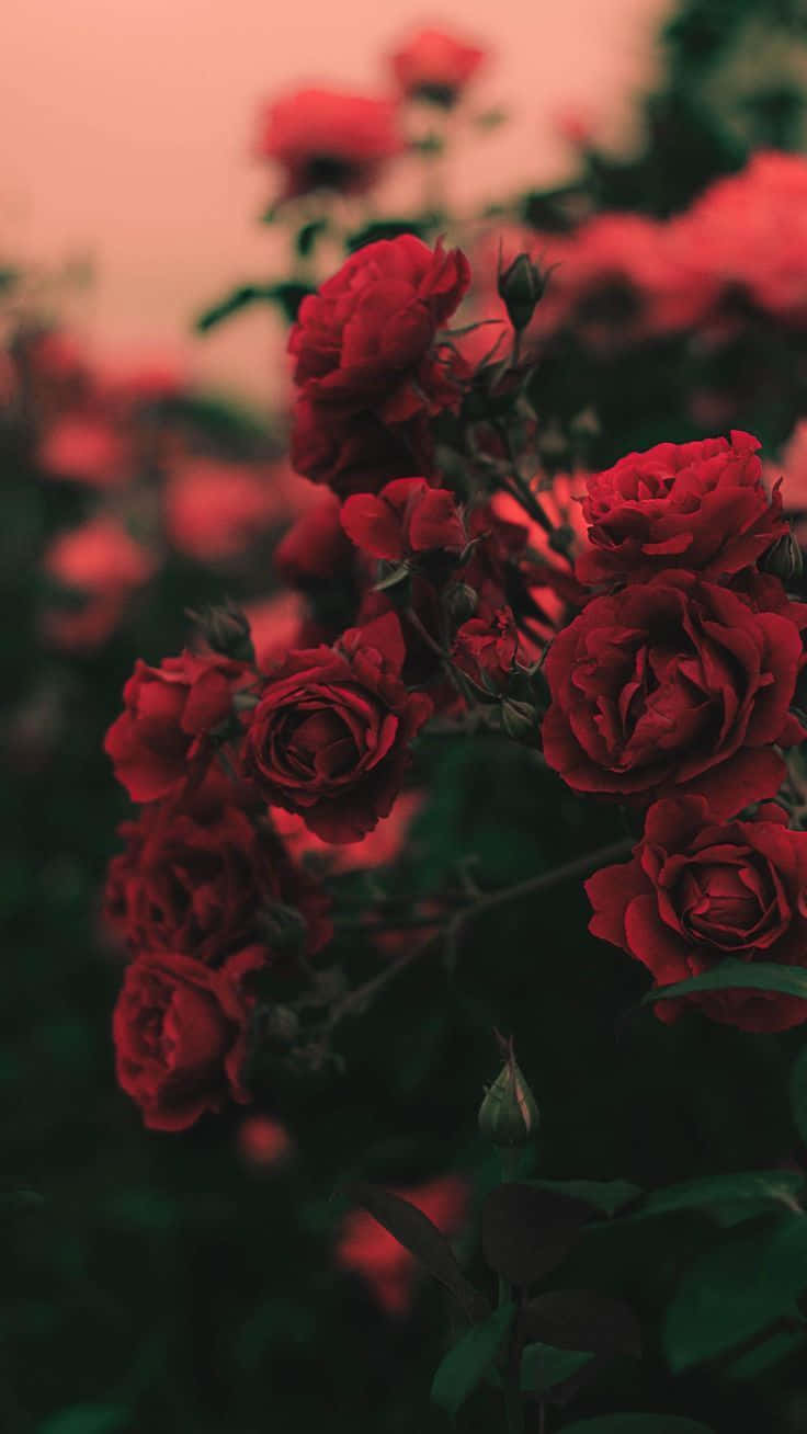 Red Rose Aesthetic 桌布 壁紙 — 深紅玫瑰在柔焦中綻放，襯托著暗粉色的天空和深綠色的葉子。
