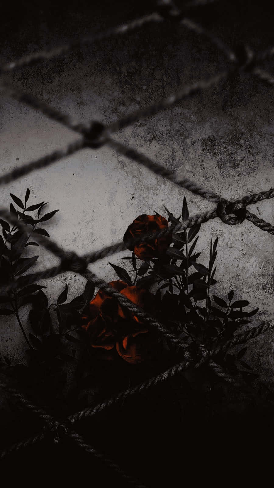 Aesthetic Dark 桌布 壁紙 — 深紅玫瑰在經風化的繩索圍欄後盛開，背景是粗糙的混凝土牆，營造出憂鬱的黑白場景。