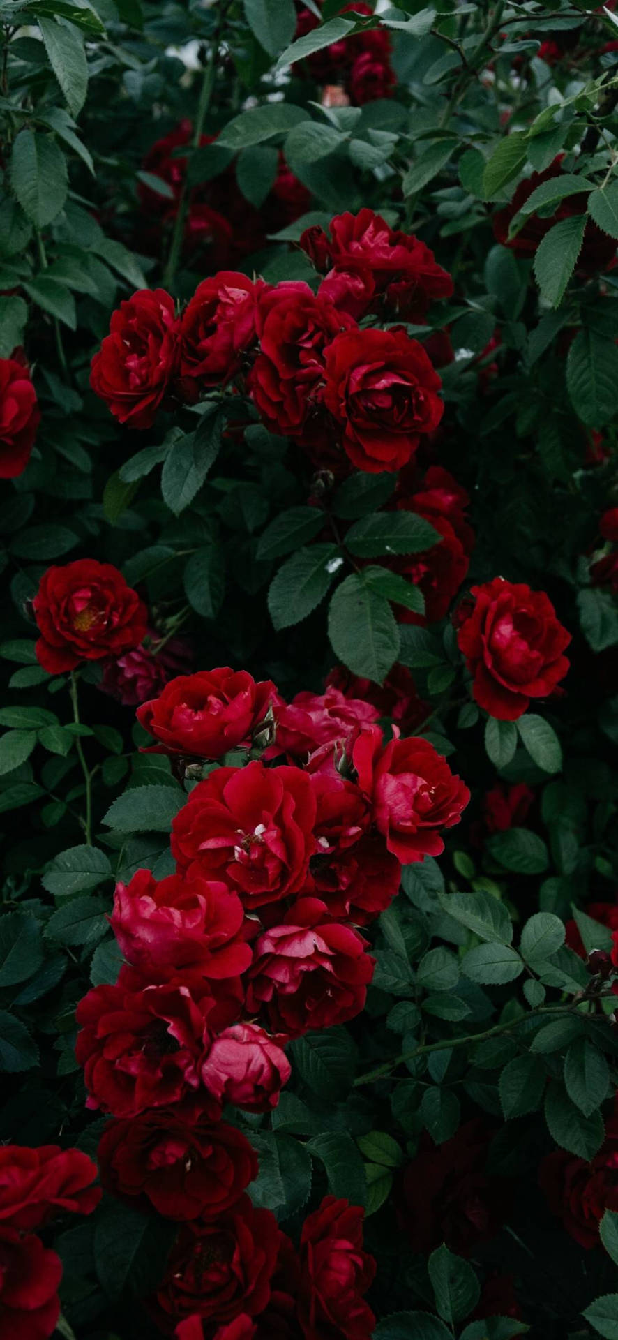 花園中一簇深紅色玫瑰，帶有深綠色葉子。 — Note 10 Plus 壁紙