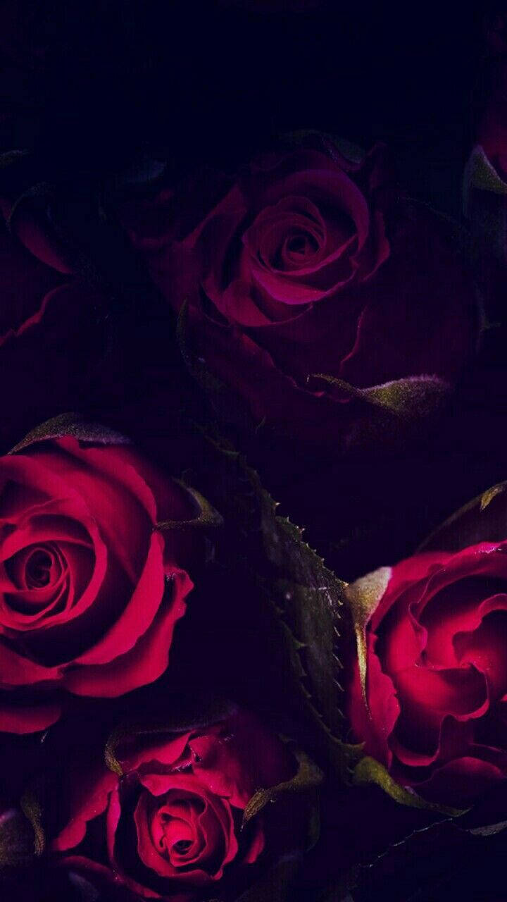 Rose iPhone 桌布 壁紙 — 深紅玫瑰在陰影黑暗中綻放，戲劇性的燈光突顯其天鵝絨般的花瓣和帶刺的莖。