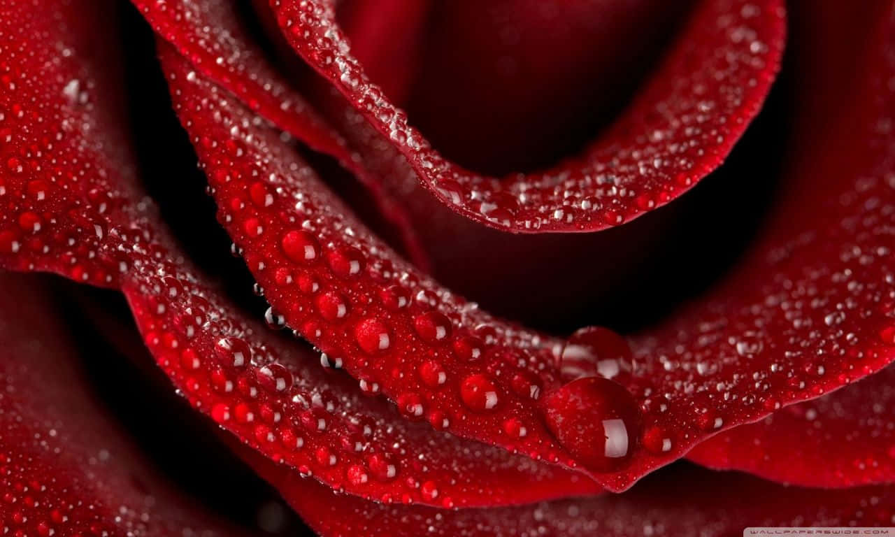 1280x768 Rose 桌布 壁紙 — 深紅玫瑰的特寫，其天鵝絨般的花瓣上閃爍著水珠，背景為深色。
