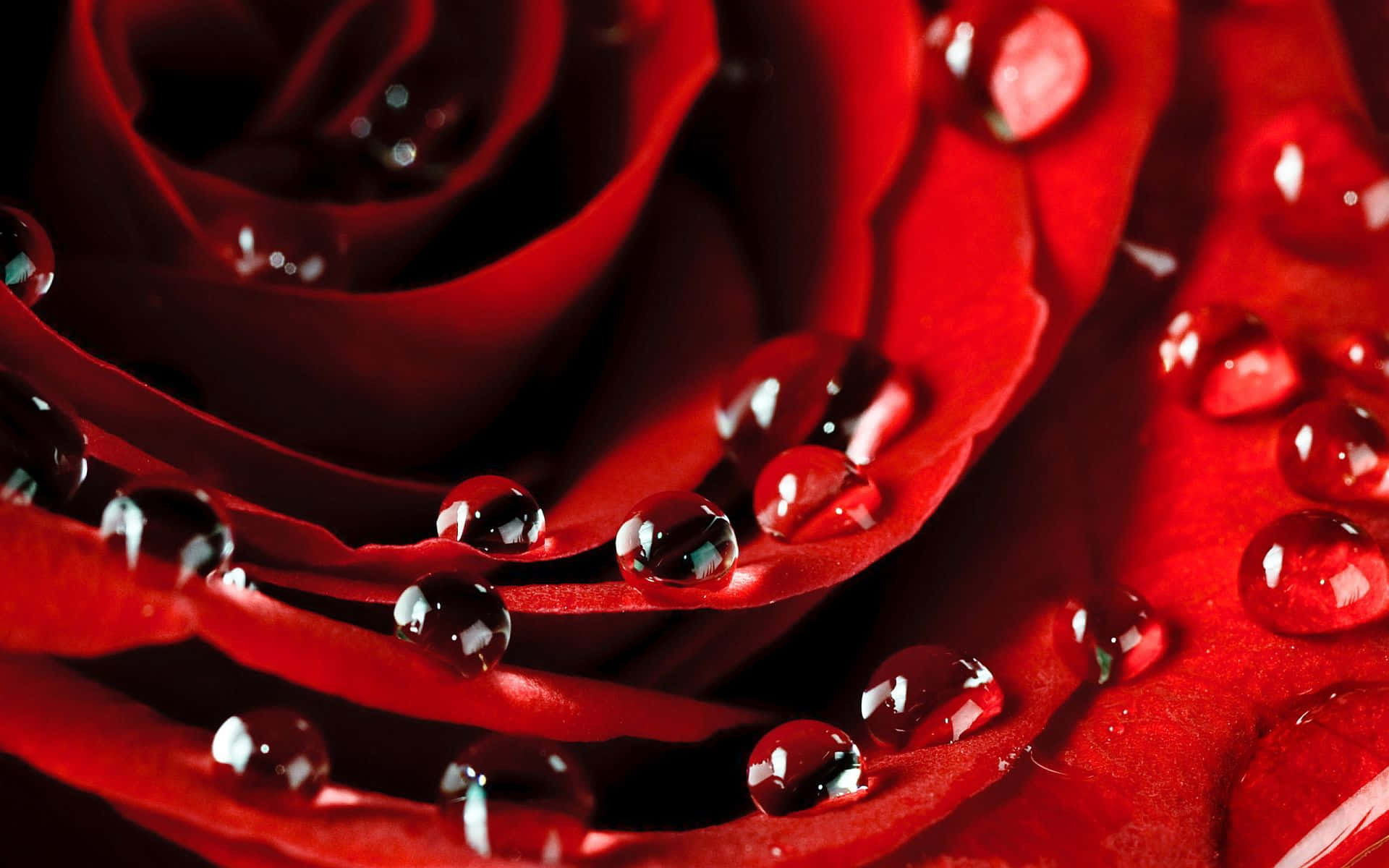 Rose Petal 桌布 壁紙 — 深紅玫瑰的特寫，天鵝絨般的花瓣上閃爍著水珠，反射著光線。