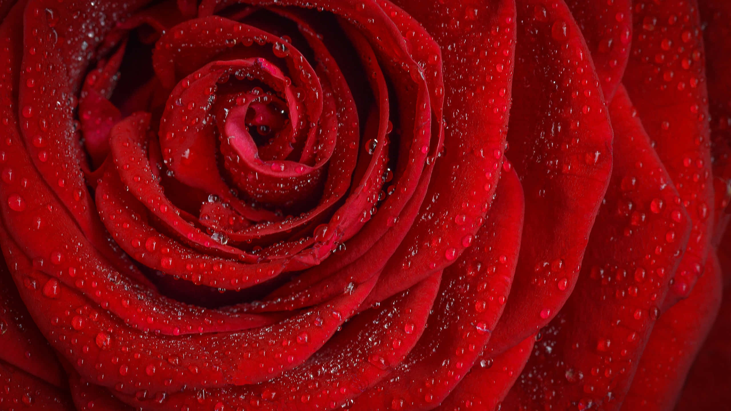 Rose Flower 桌布 壁紙 — 深紅玫瑰的特寫，天鵝絨般的花瓣上閃爍著水珠。