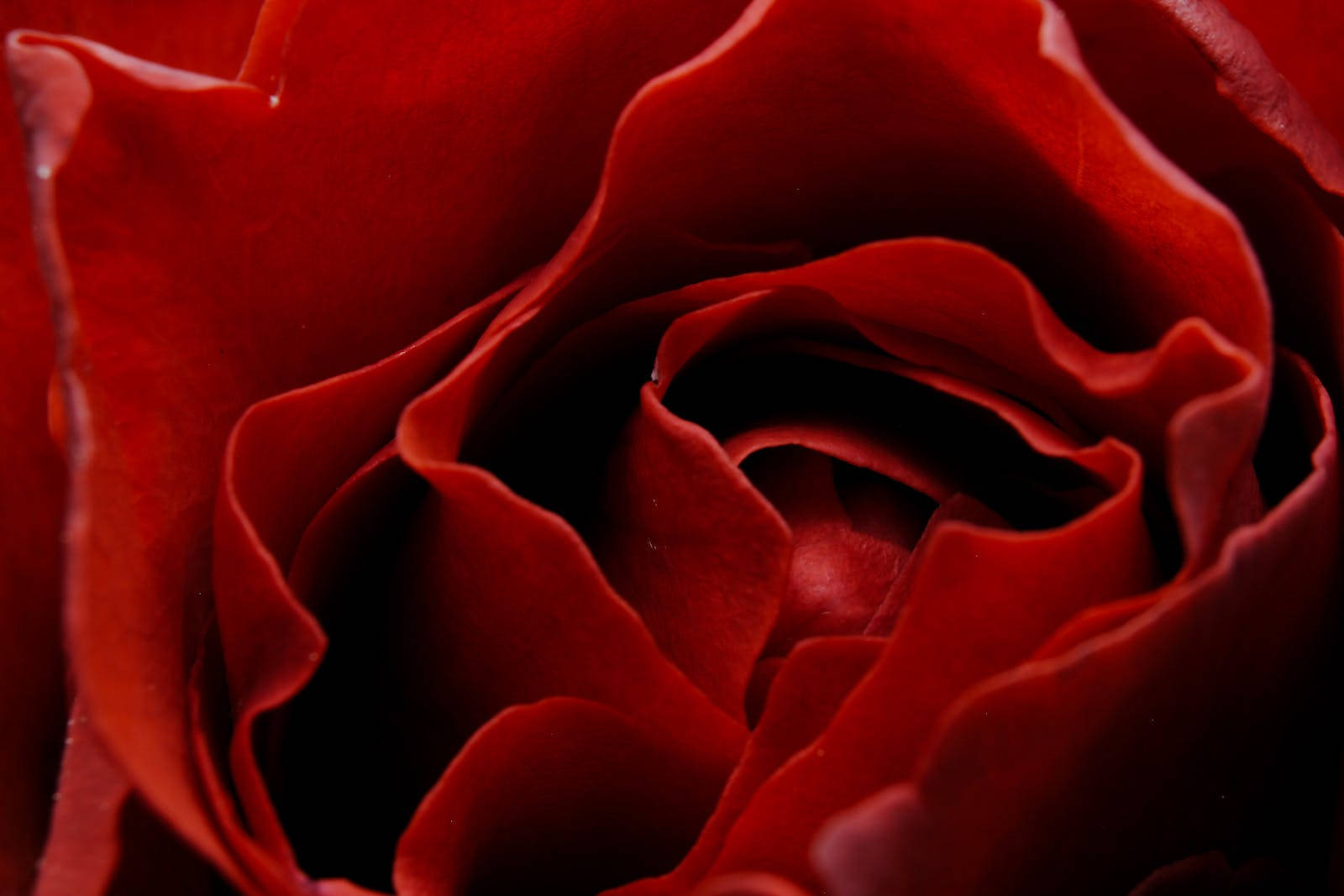 Rose HD 桌布 壁紙 — 深紅玫瑰的特寫，天鵝絨般的花瓣在深色背景下向內盤旋。