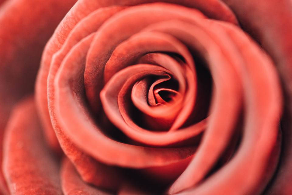 Rose Flower 桌布 壁紙 — 深紅玫瑰的特寫，展現出複雜的漩渦狀花瓣，帶有柔和的漸變和天鵝絨般的質感。