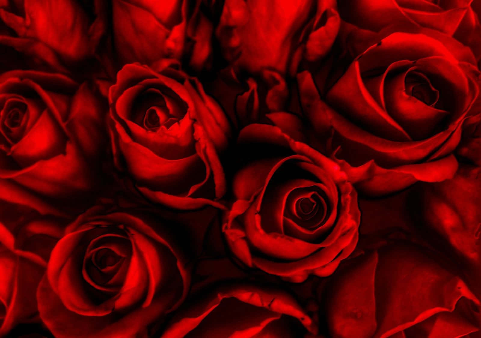 Roses 桌布 壁紙 — 深紅玫瑰的特寫，帶有天鵝絨般的花瓣和戲劇性的陰影，營造出熱情而強烈的氛圍。