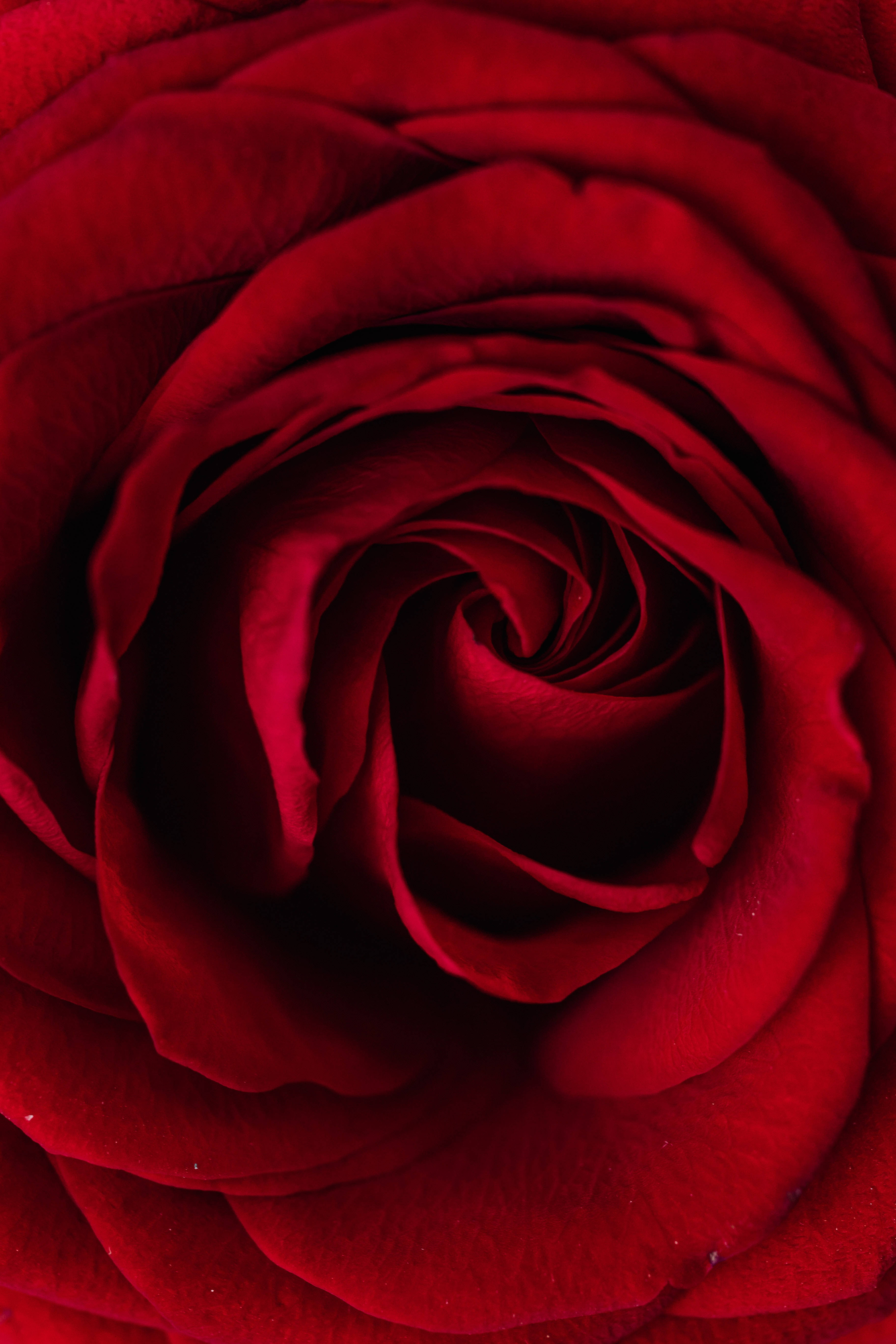 Roses 桌布 壁紙 — 深紅玫瑰的特寫，花瓣如天鵝絨般柔軟，向內螺旋盤繞，層次豐富細緻。