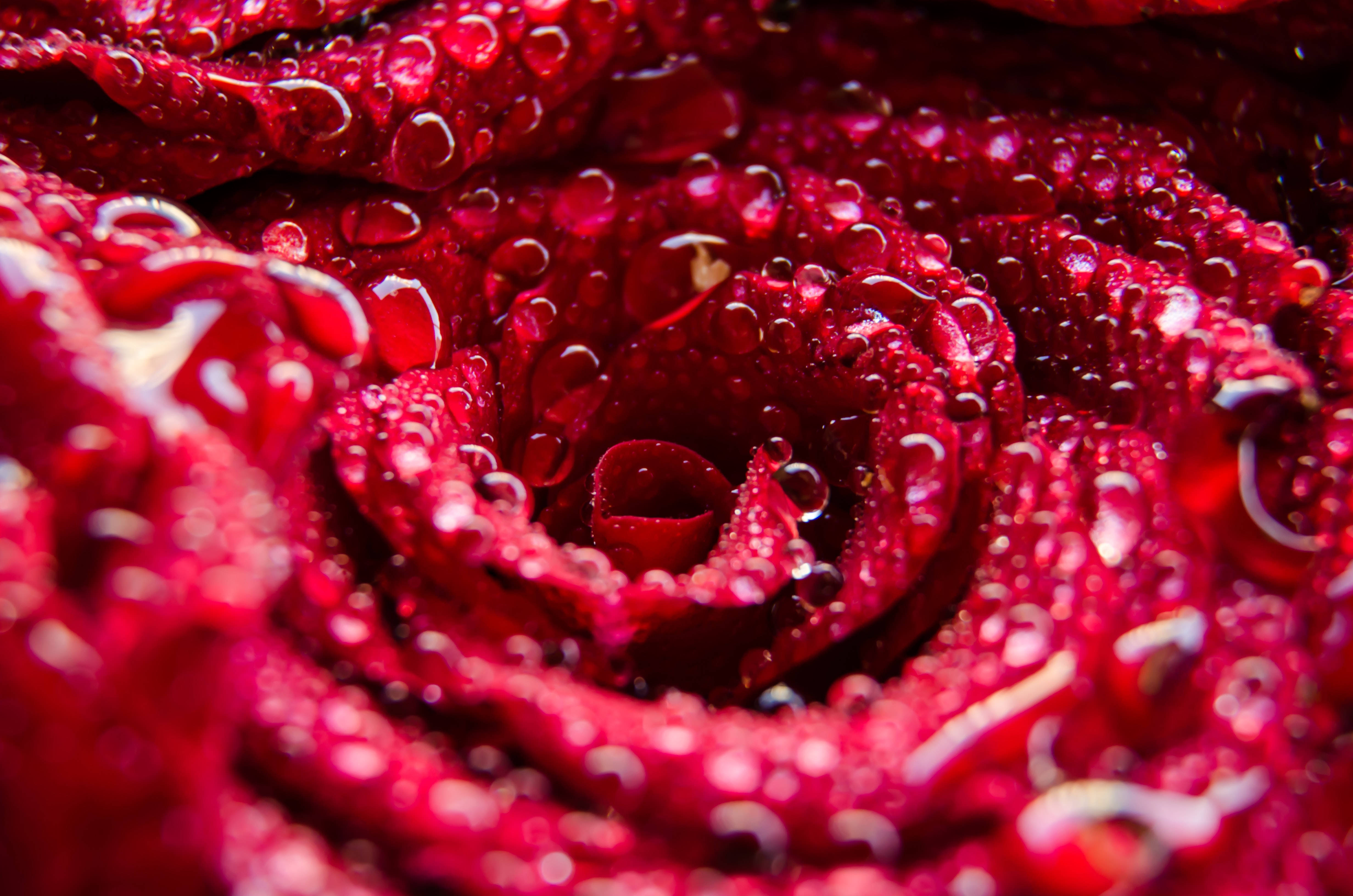 Roses 桌布 壁紙 — 深紅玫瑰的特寫，閃爍的水珠在其天鵝絨般的花瓣上捕捉光線。