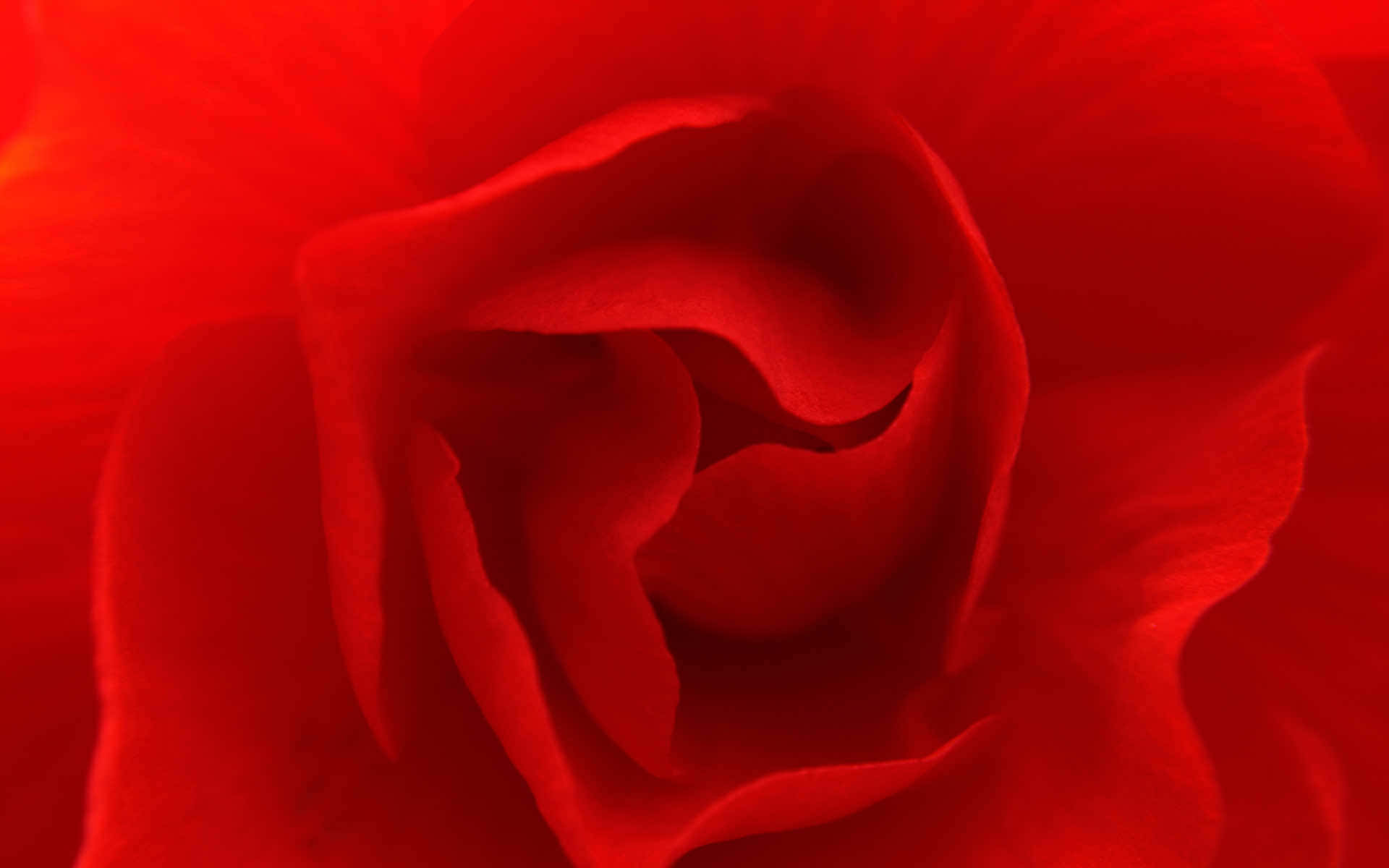 Red Color 桌布 壁紙 — 深紅玫瑰的近距離特寫，天鵝絨般的花瓣在柔和光線下向內螺旋。