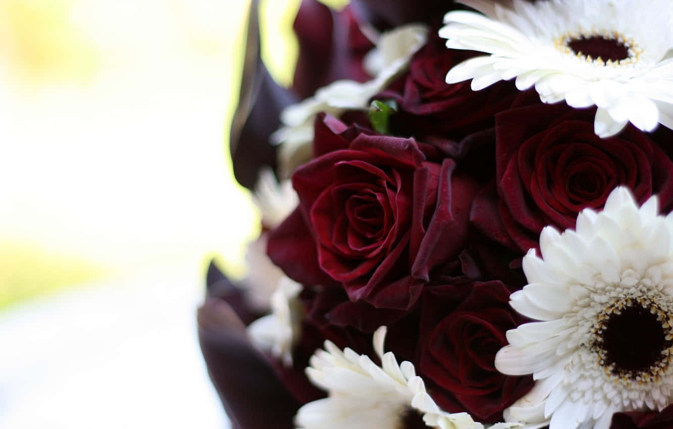Burgundy Flower 桌布 壁紙 — 深紅玫瑰與白色非洲菊雛菊的特寫，背景柔和模糊。