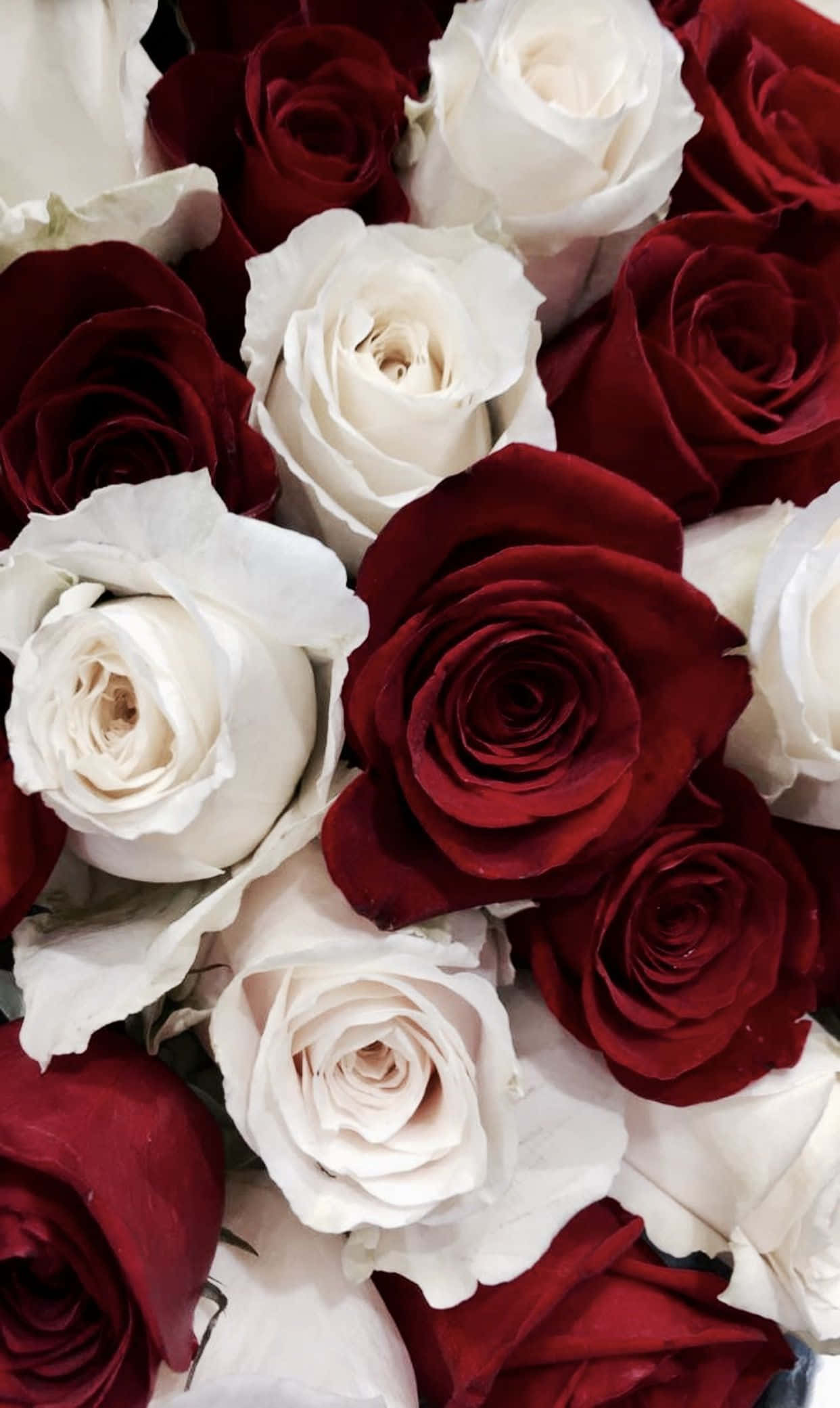 Red And White Roses 桌布 壁紙 — 深紅與純白玫瑰交織在質感豐富的花藝佈置中的茂密特寫。