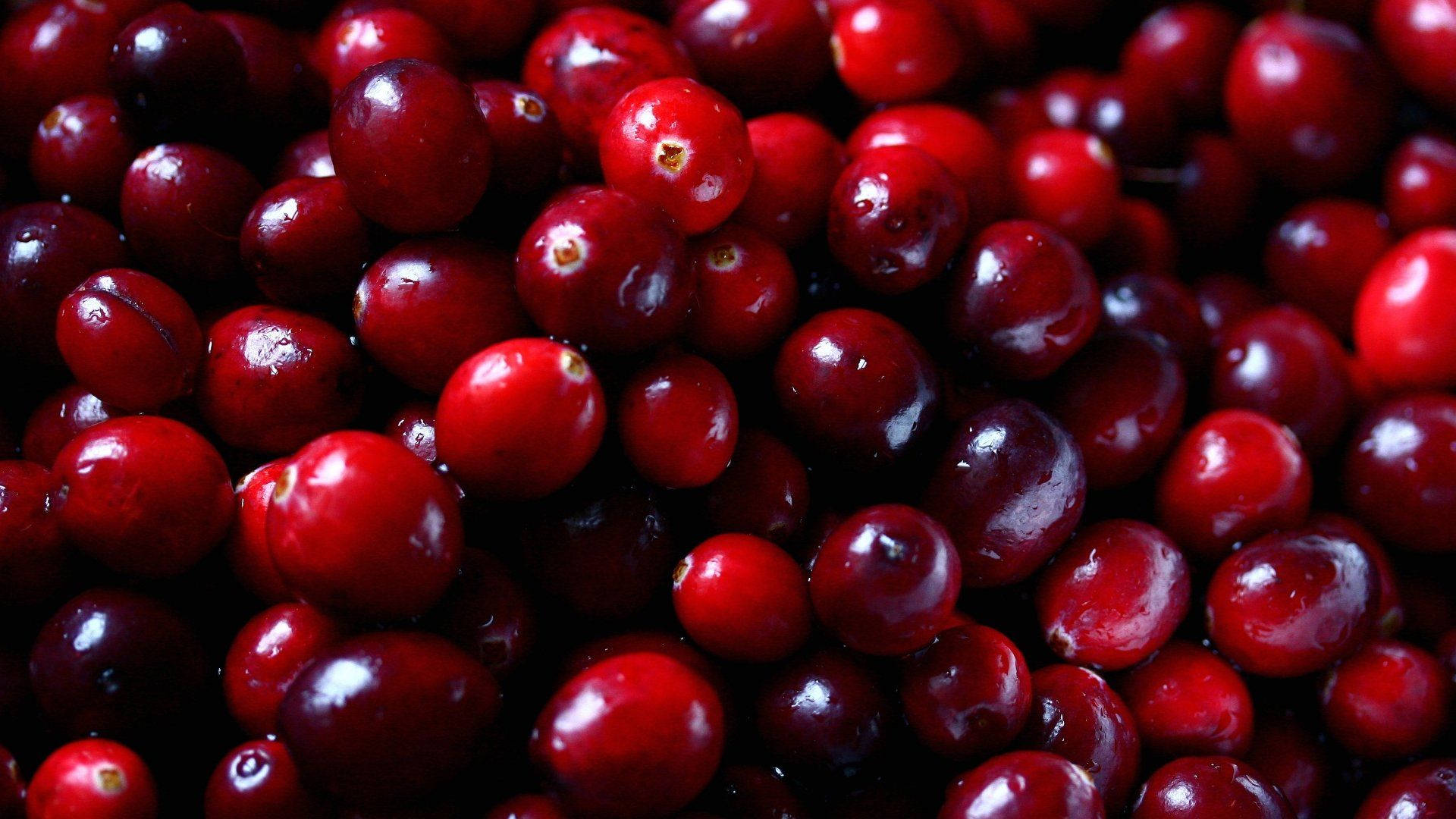 Fruit 桌布 壁紙 — 深紅色光澤蔓越莓的特寫，在深色背景下閃爍著水分。