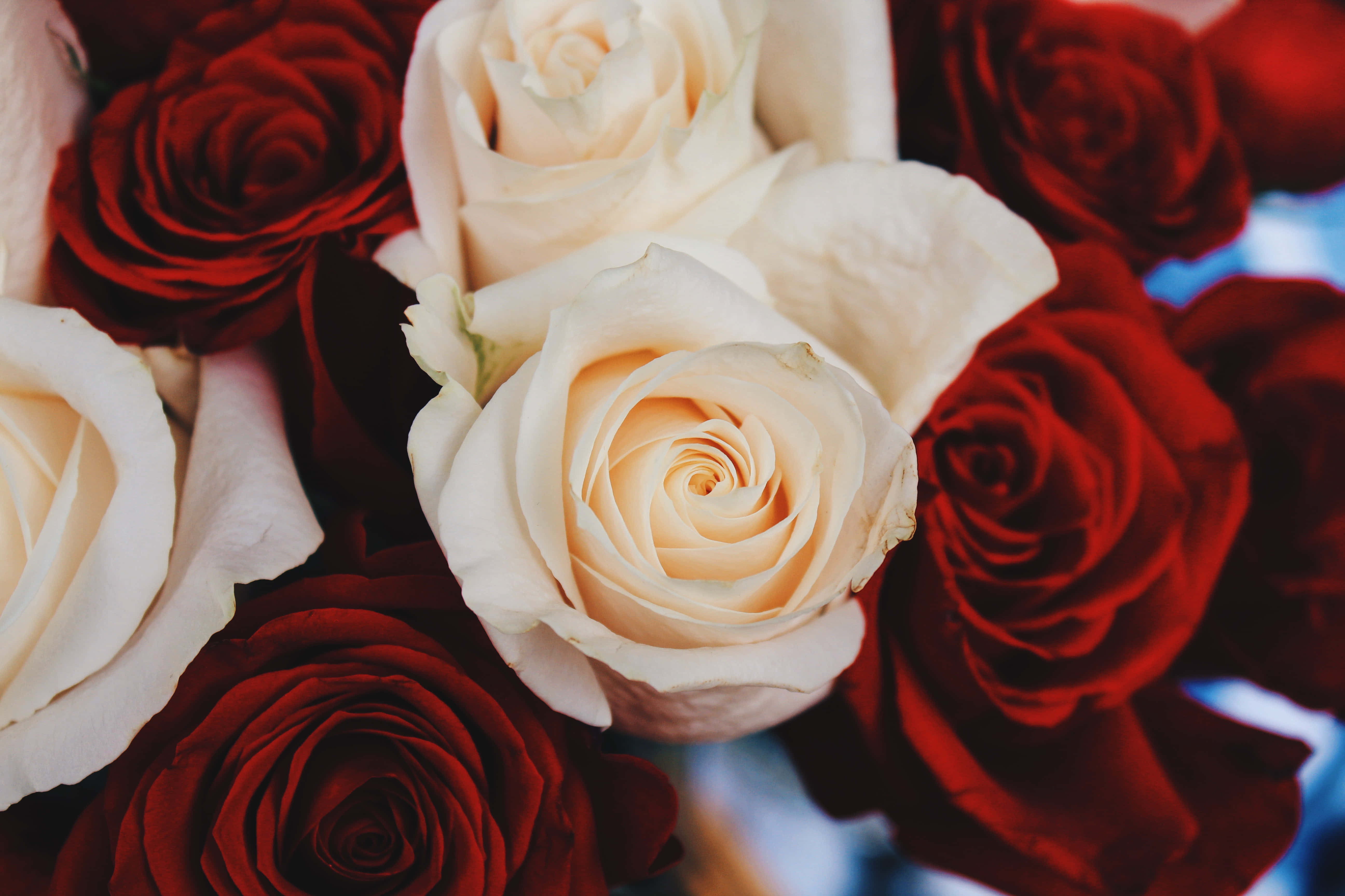 Rose Flower 桌布 壁紙 — 深紅色和奶油白色玫瑰的特寫，光線柔和，背景模糊。
