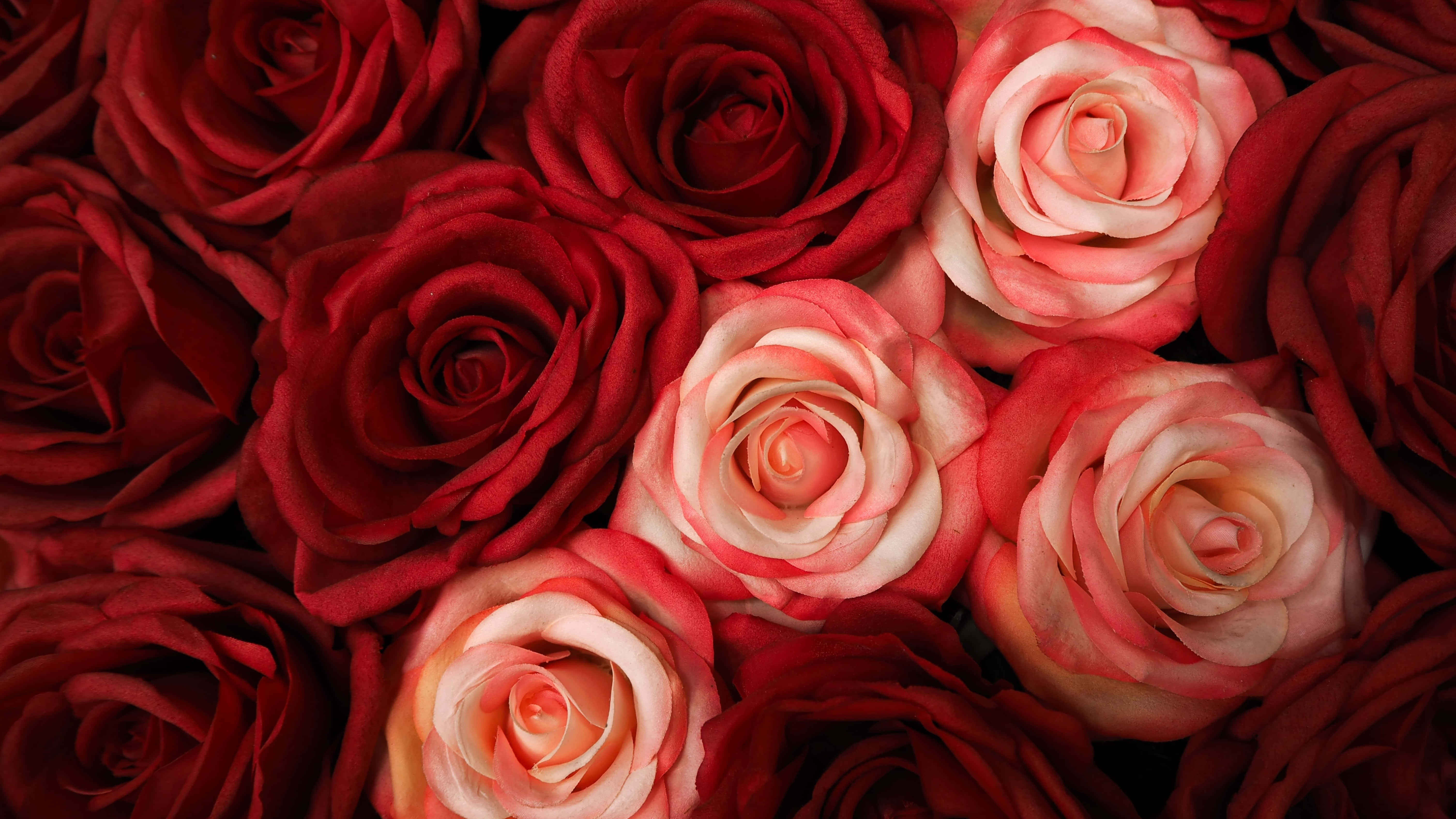 Red And White Roses 桌布 壁紙 — 深紅色和柔和粉紅色玫瑰的茂密特寫，帶有天鵝絨般的花瓣和複雜的螺旋，襯托在深色背景上。