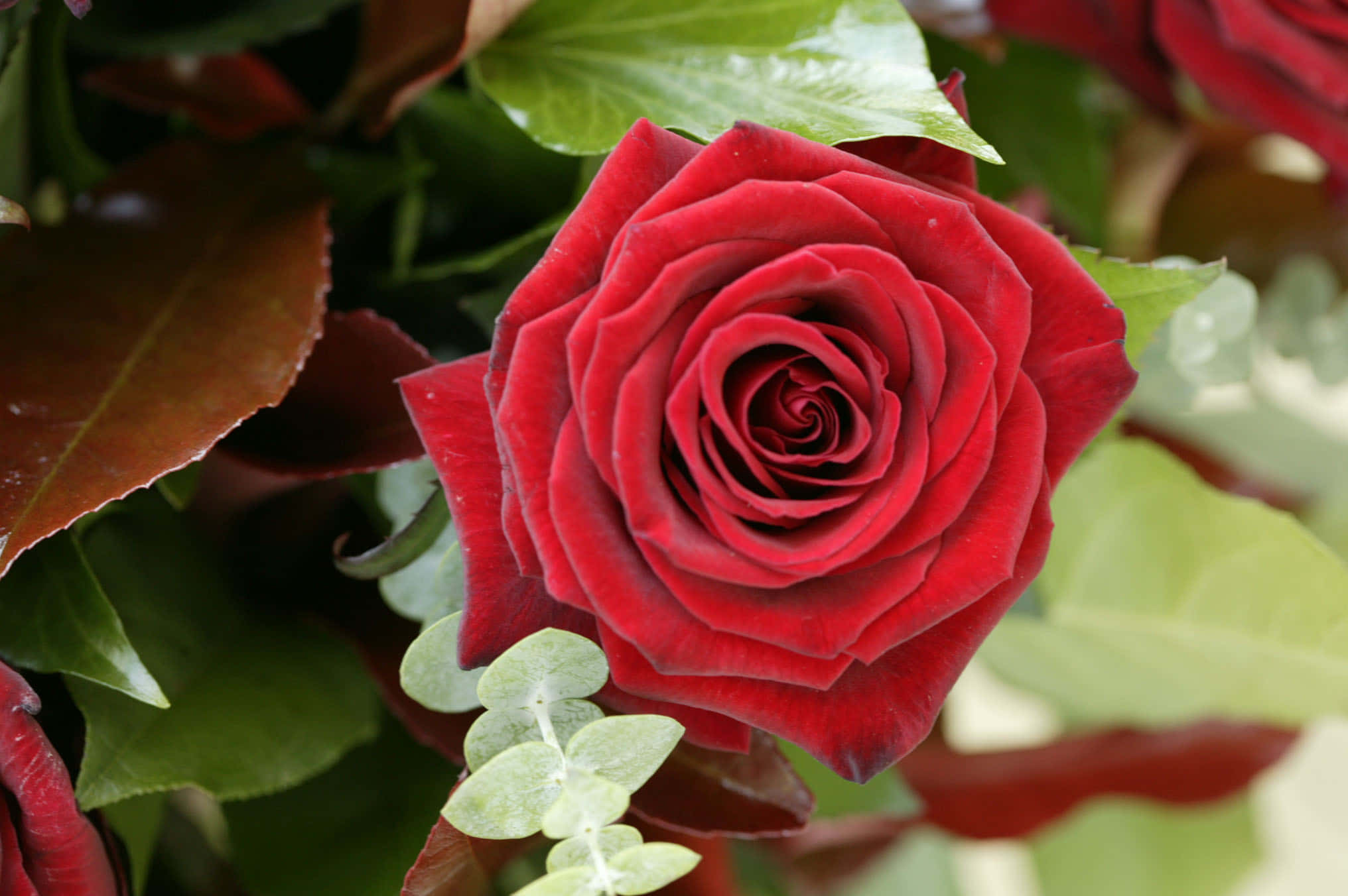 HD Rose 桌布 壁紙 — 深紅色天鵝絨玫瑰的特寫，複雜層疊的花瓣被茂盛的綠色和酒紅色葉子環繞。