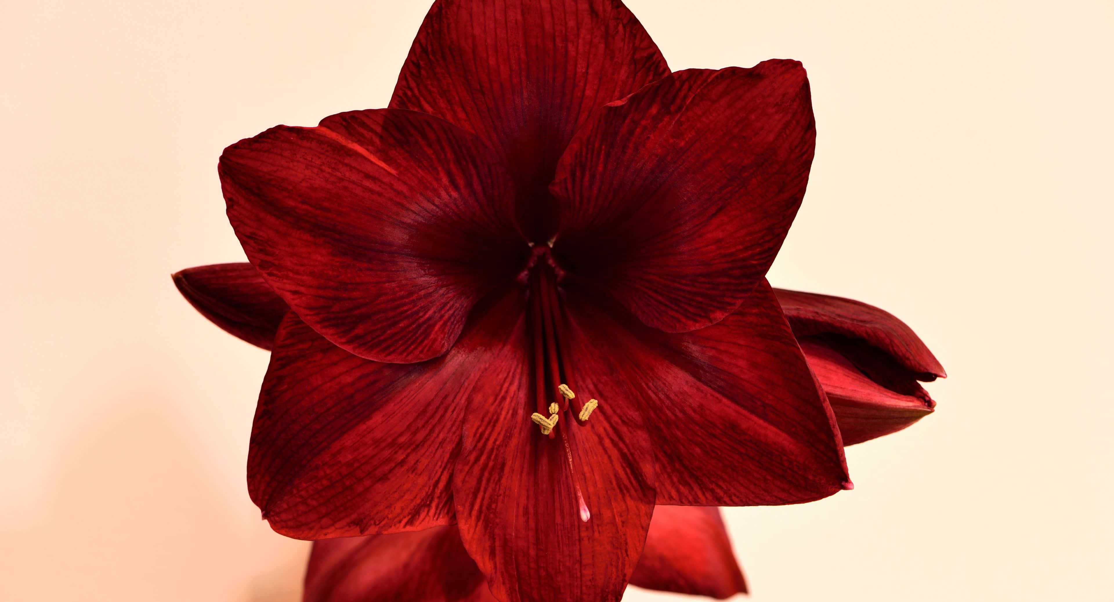 3840x2076 桌布 壁紙 — 深紅色孤挺花特寫，帶有金色雄蕊，襯以柔和奶油色背景。
