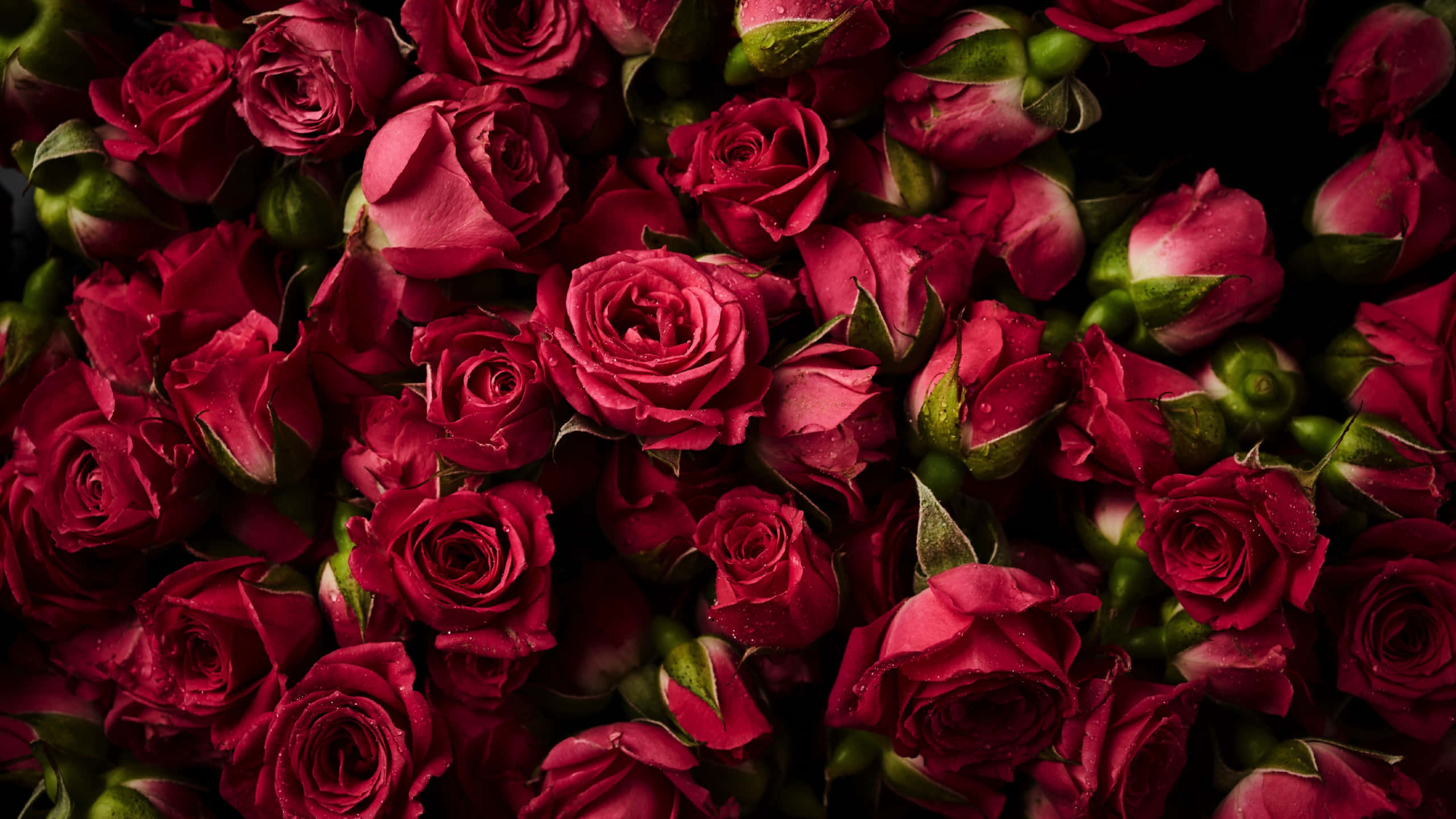 Roses 桌布 壁紙 — 深紅色玫瑰的密集特寫，帶有露珠和綠色花萼，背景為黑色。