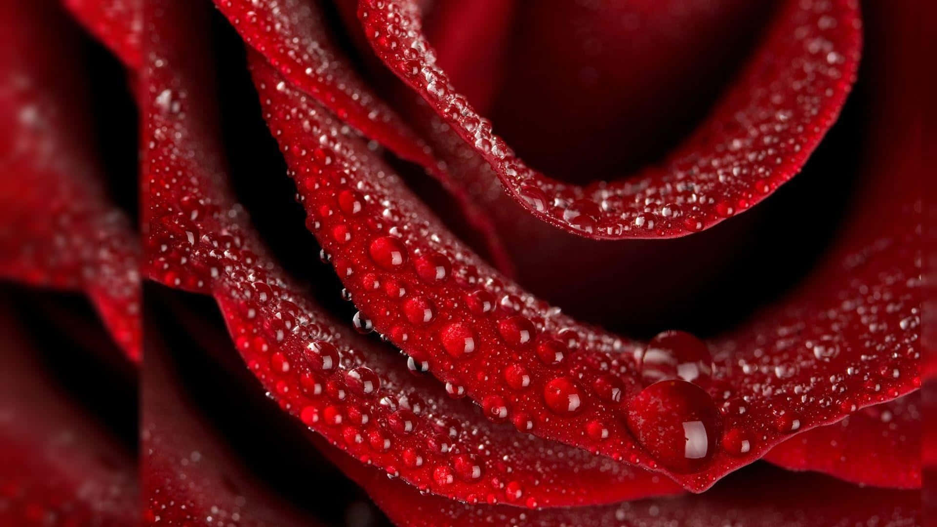 Rose Flower 桌布 壁紙 — 深紅色玫瑰的特寫，其天鵝絨般的花瓣上閃爍著水珠，背景為深色。