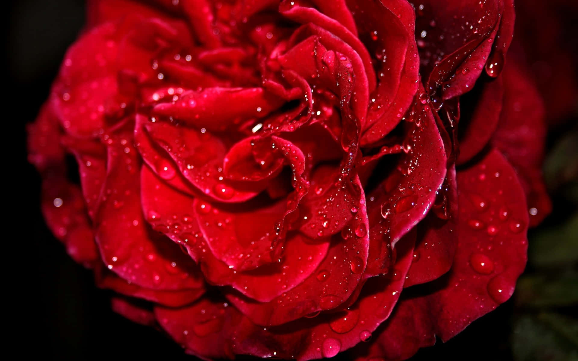 HD Rose 桌布 壁紙 — 深紅色玫瑰的特寫，其天鵝絨般的花瓣上閃爍著水珠，背景為深色。