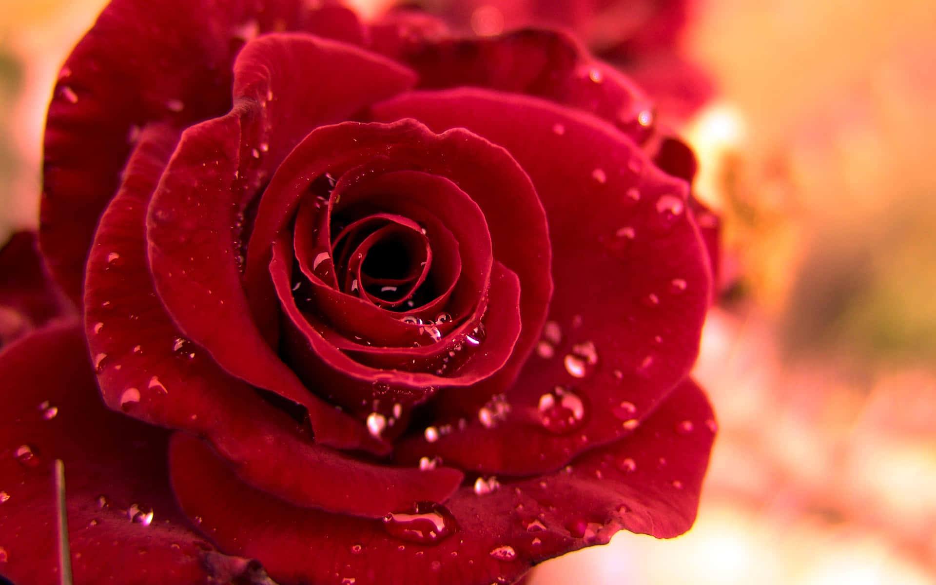 Beautiful Rose 桌布 壁紙 — 深紅色玫瑰的特寫，其天鵝絨般的花瓣上閃爍著水珠，背景是溫暖模糊的。