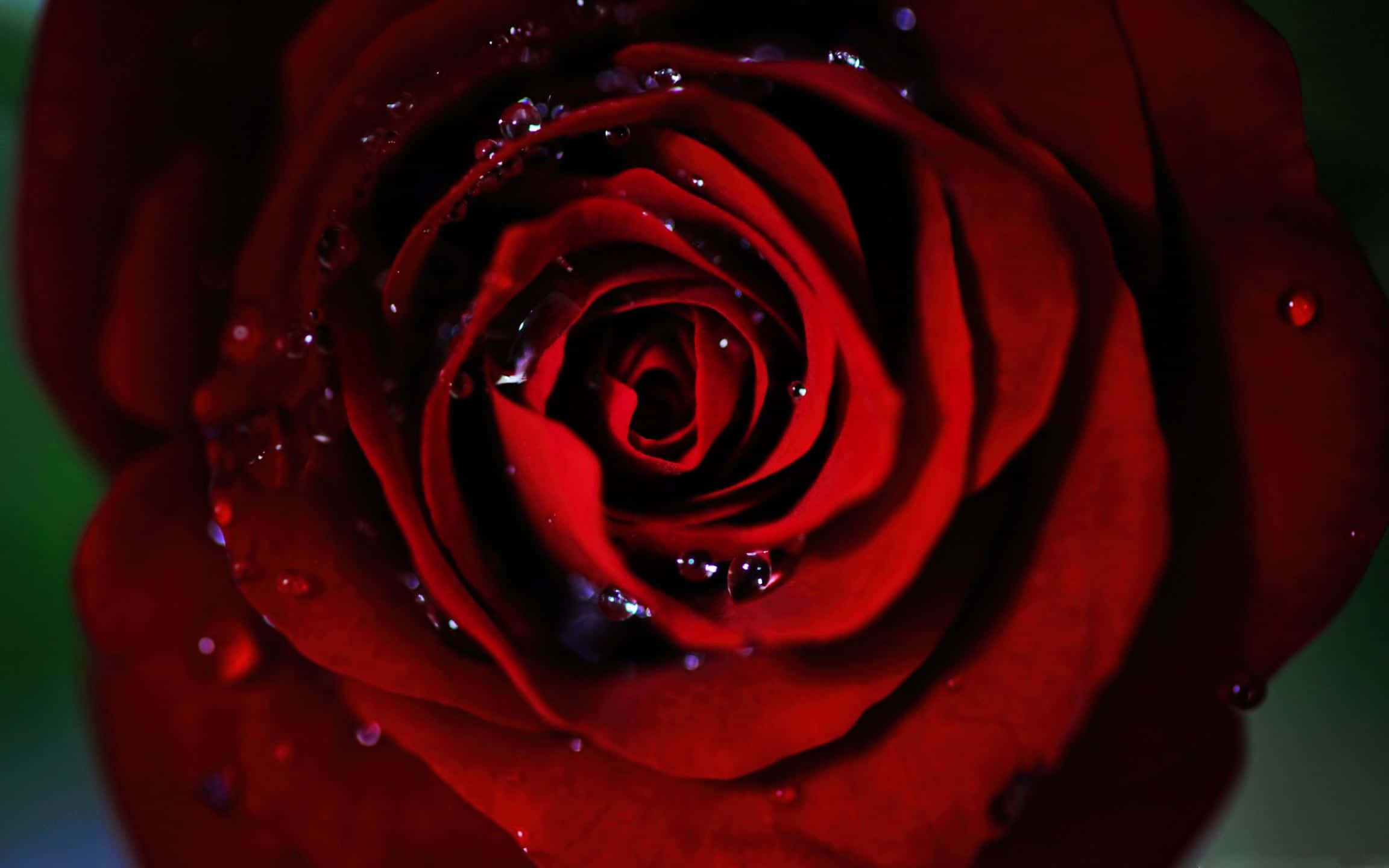 Roses 桌布 壁紙 — 深紅色玫瑰的特寫，其天鵝絨般的花瓣上閃爍著水珠，背景為深綠色。