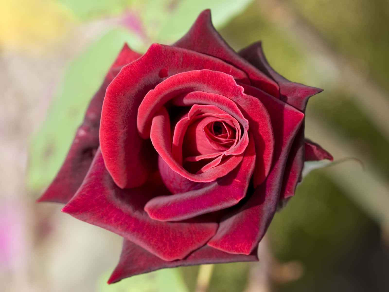 Roses 桌布 壁紙 — 深紅色玫瑰的特寫，天鵝絨般的花瓣在柔和的模糊綠色背景下完美螺旋展開。