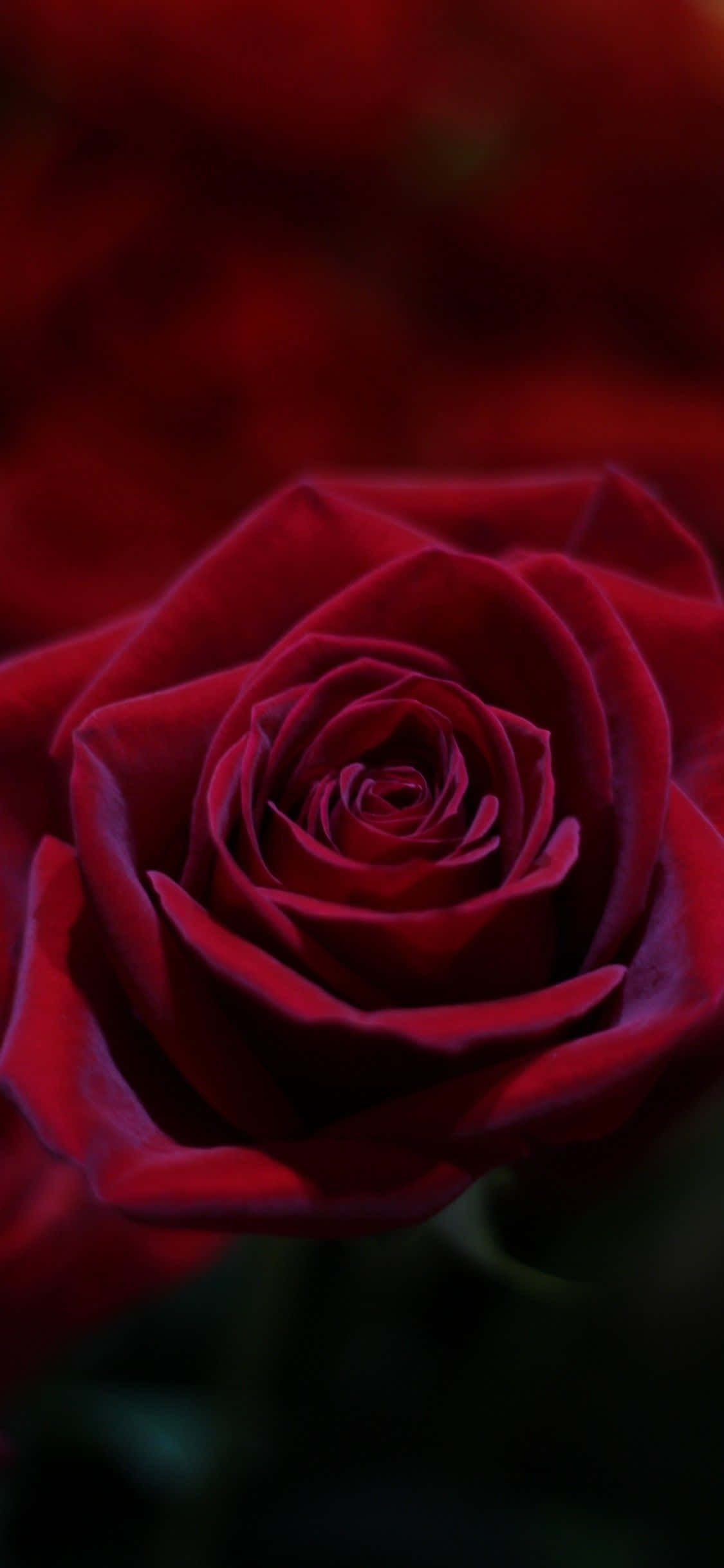 Rose Petal 桌布 壁紙 — 深紅色玫瑰的特寫，天鵝絨般的花瓣在黑暗模糊的背景前完美地螺旋展開。